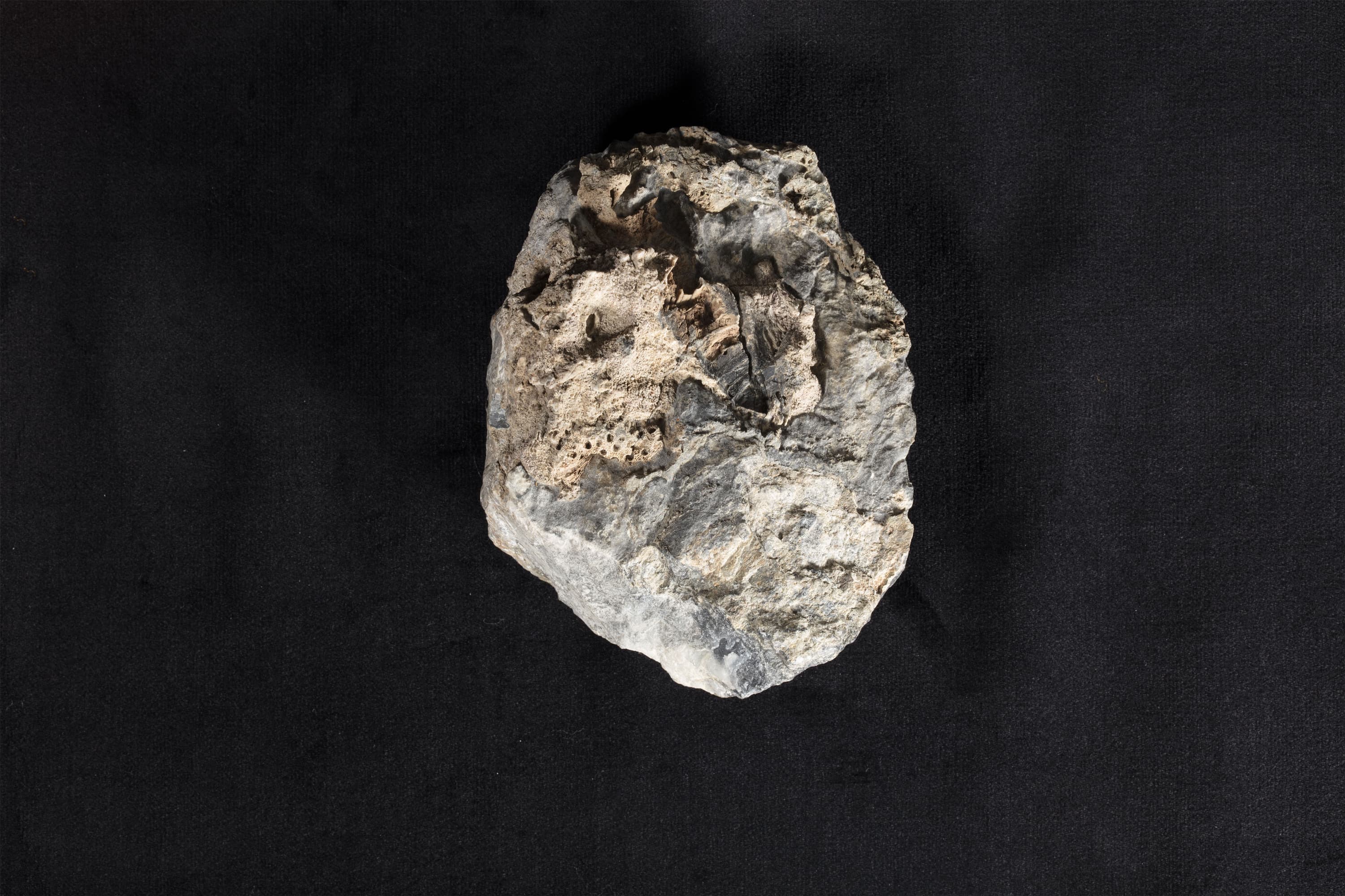 床板サンゴ類化石 ヘリオリテス（ヒイシサンゴ）画像1