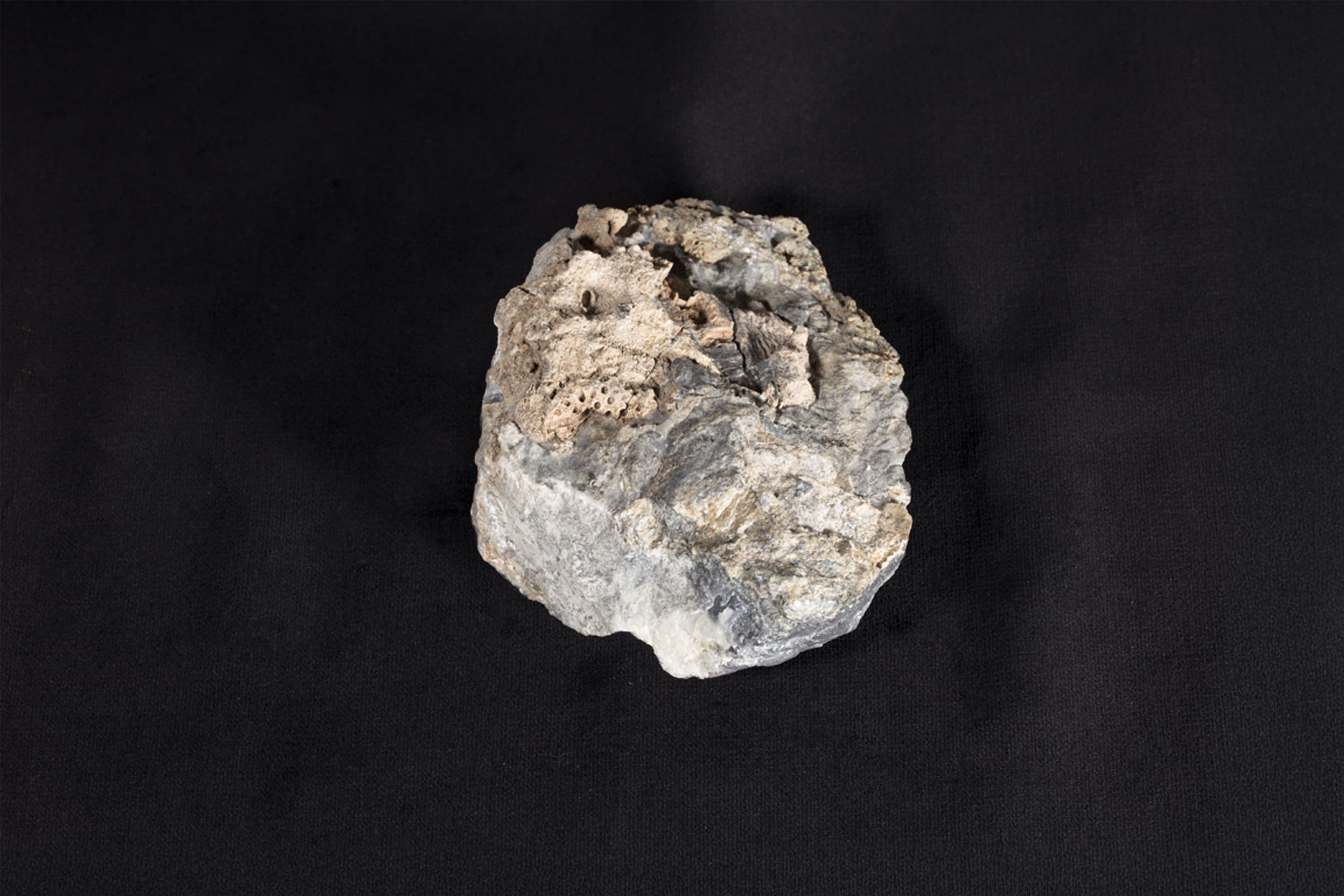 床板サンゴ類化石 ヘリオリテス（ヒイシサンゴ）画像2