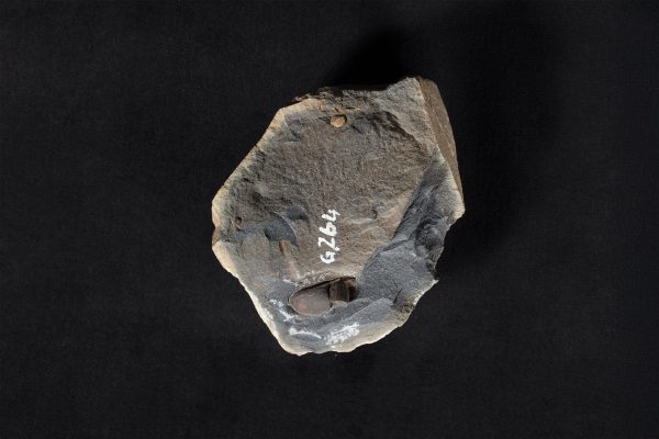 三葉虫類化石 ファコプス画像1