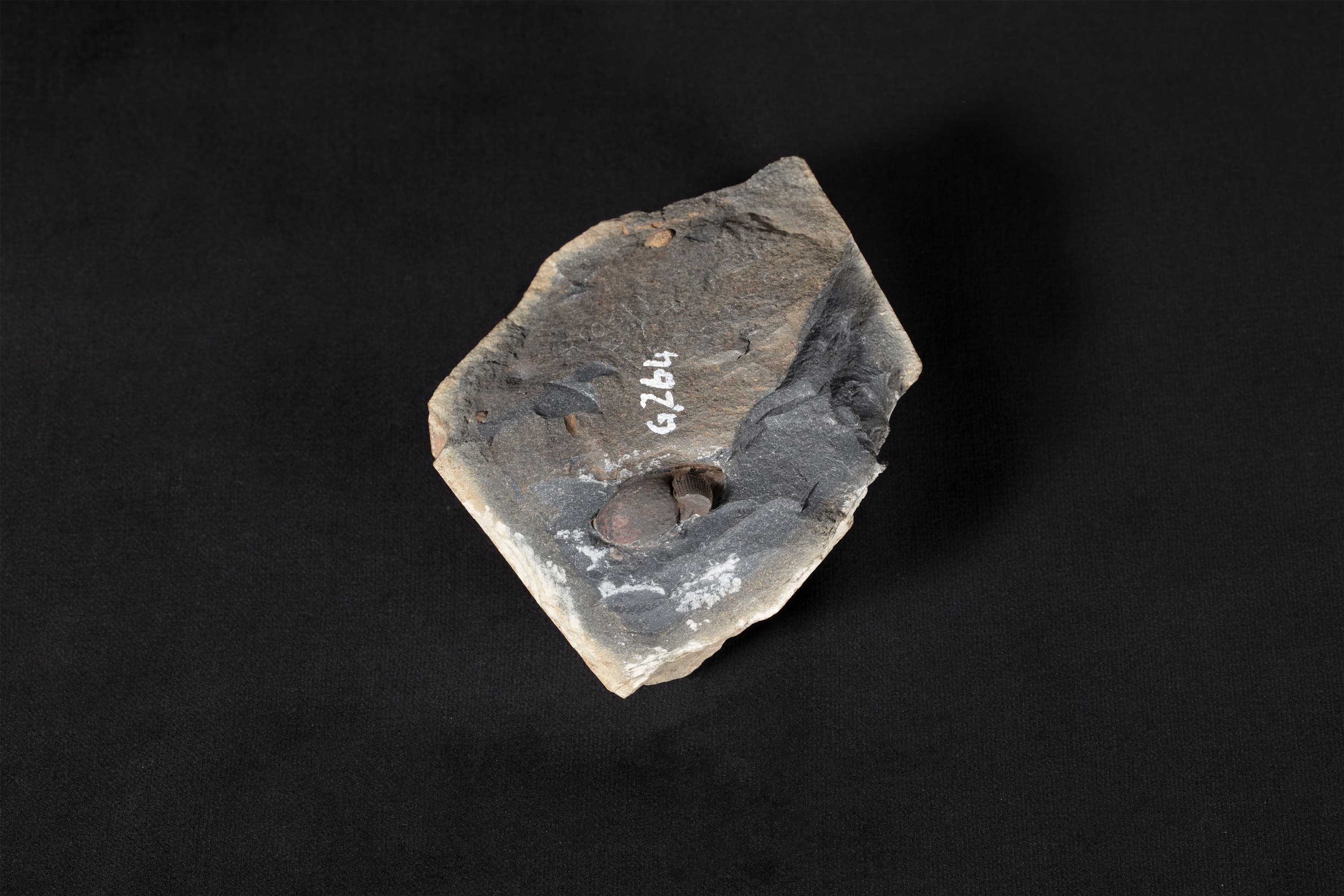 三葉虫類化石 ファコプス画像2