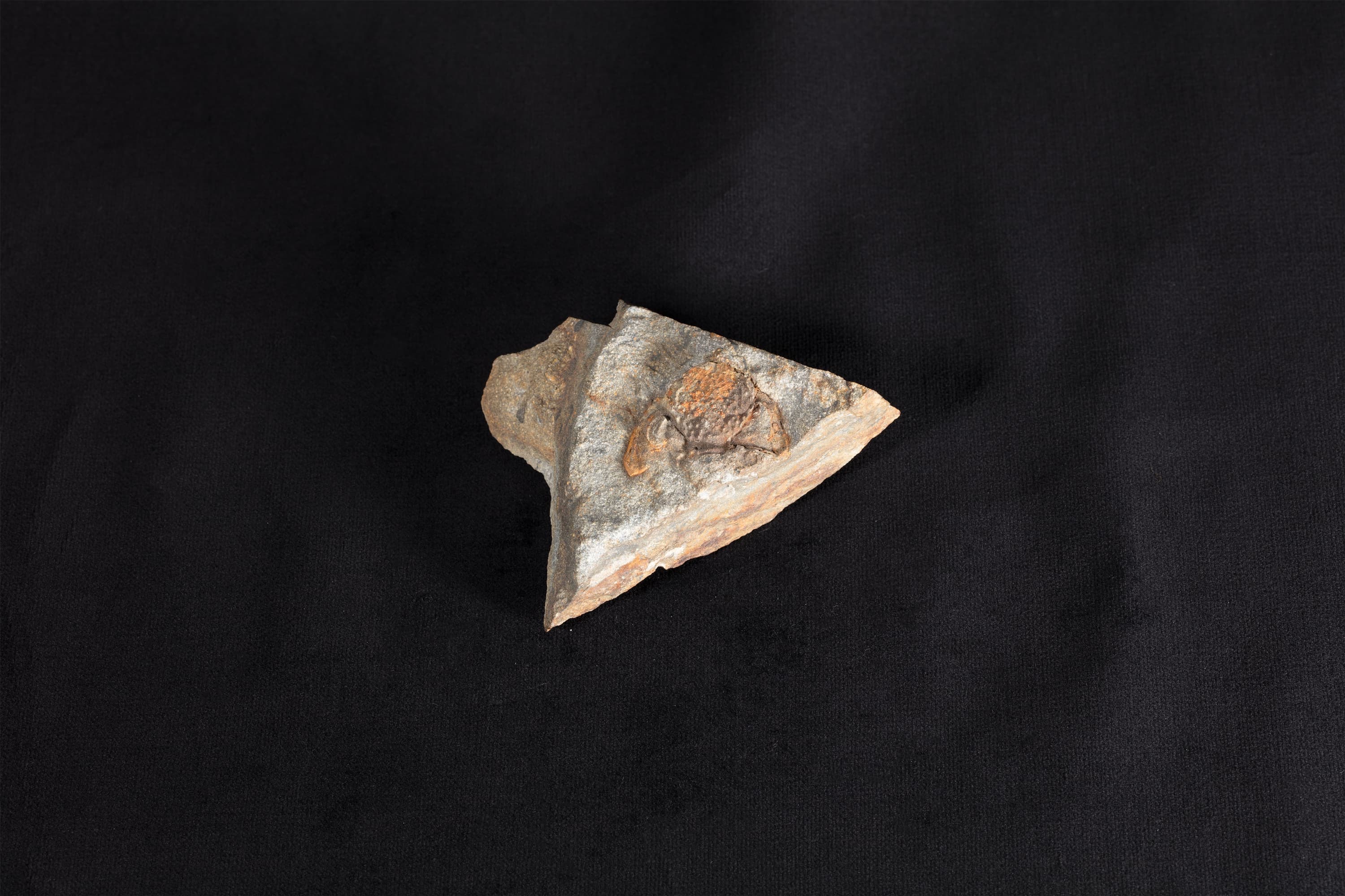 三葉虫類化石 ファコプス7画像2