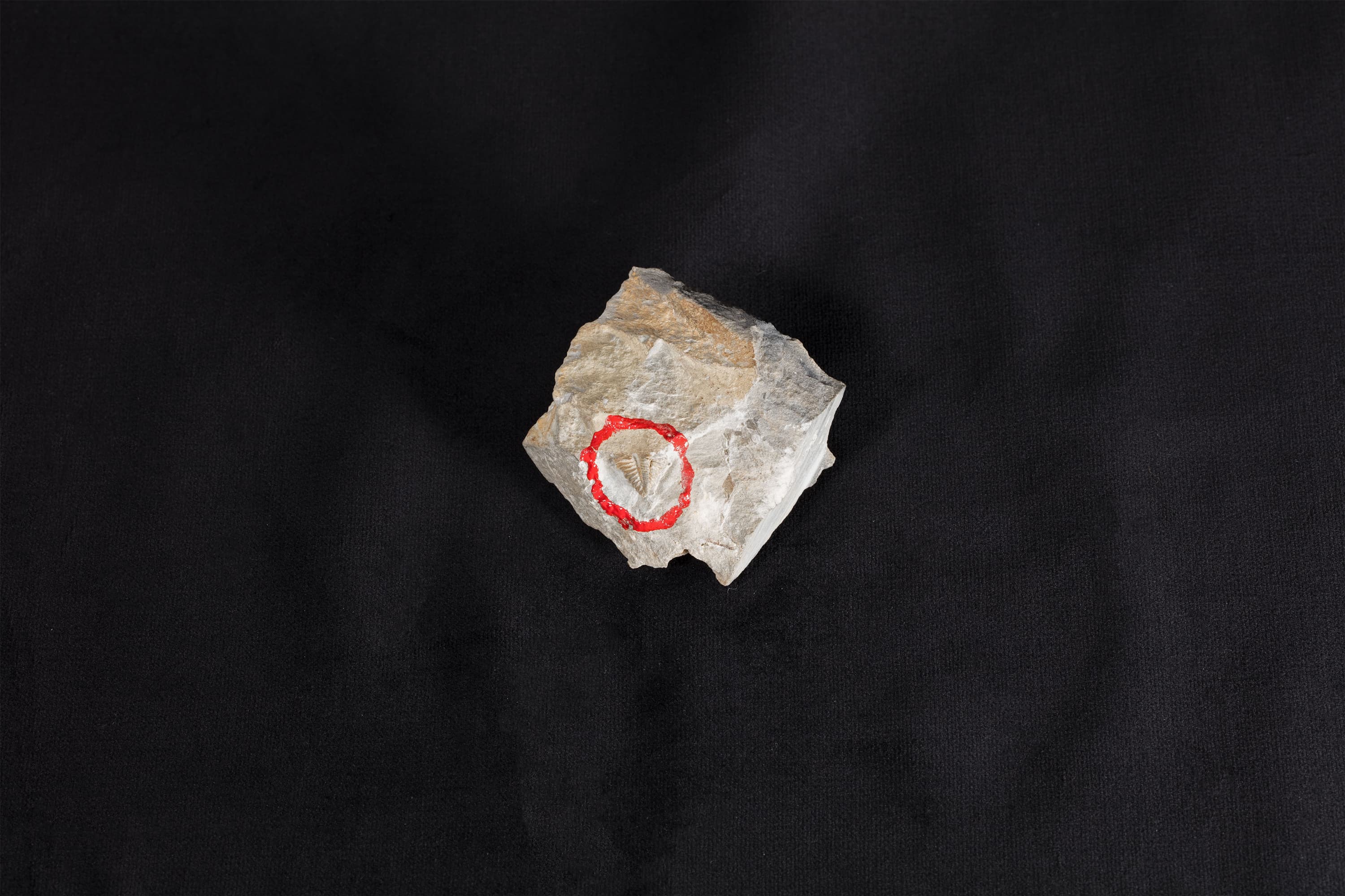 三葉虫類化石 エンクリヌルス キタカミエンシス画像2