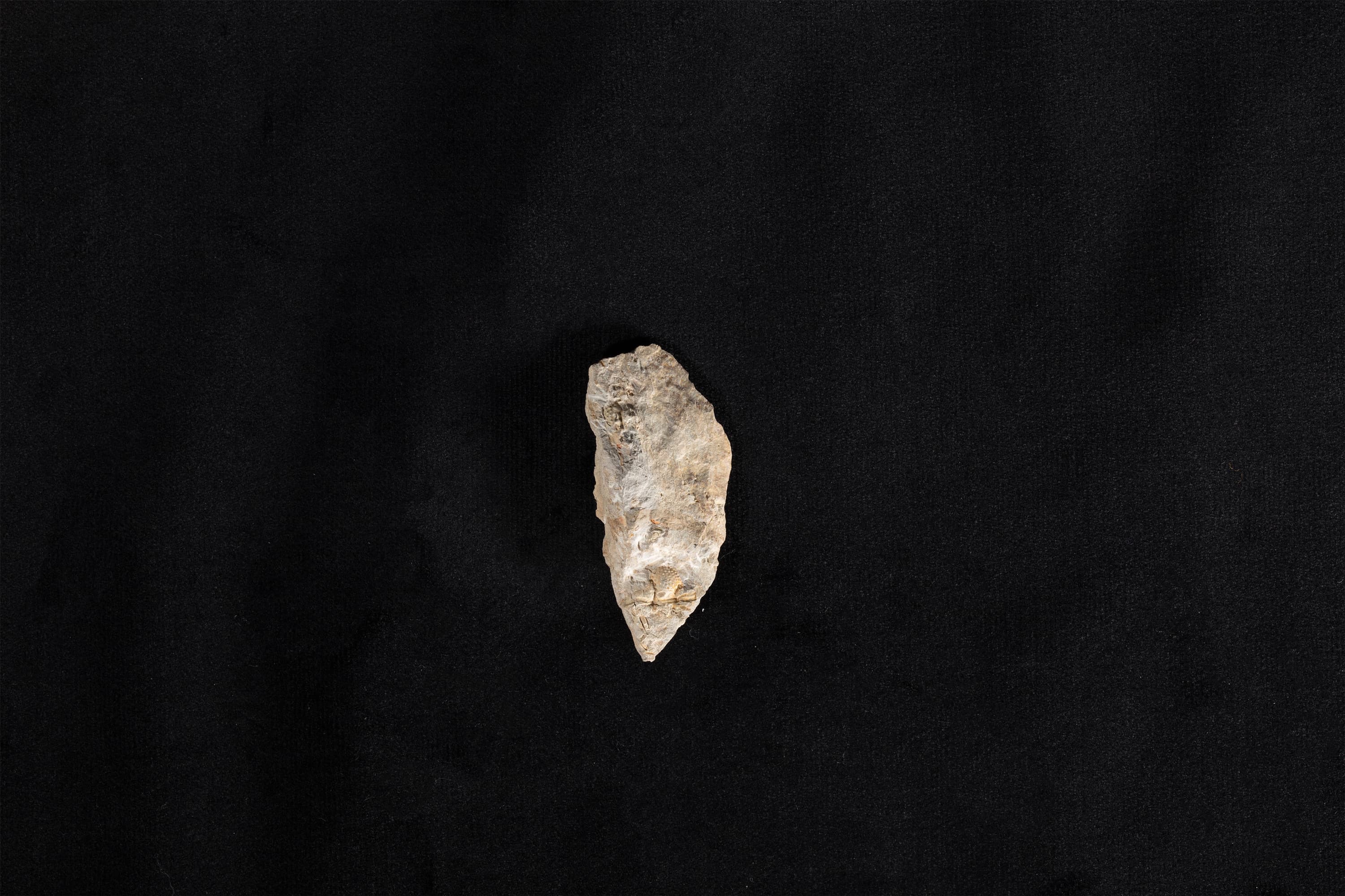 三葉虫類化石 エンクリヌルス画像1