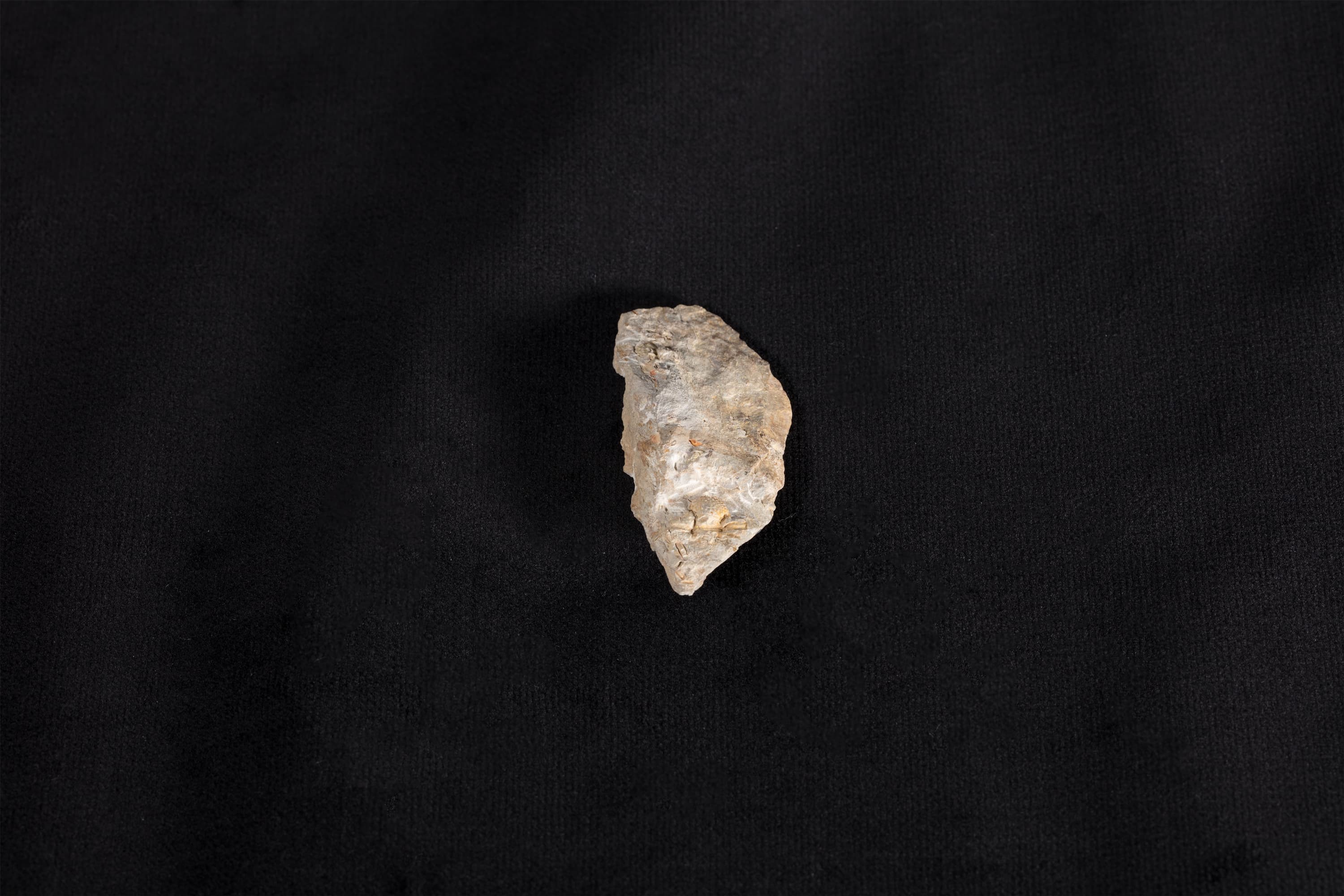 三葉虫類化石 エンクリヌルス画像2