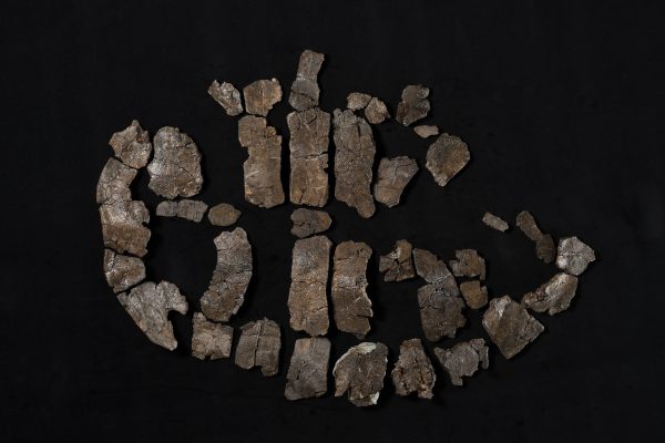 カメ　アドクス コハク画像