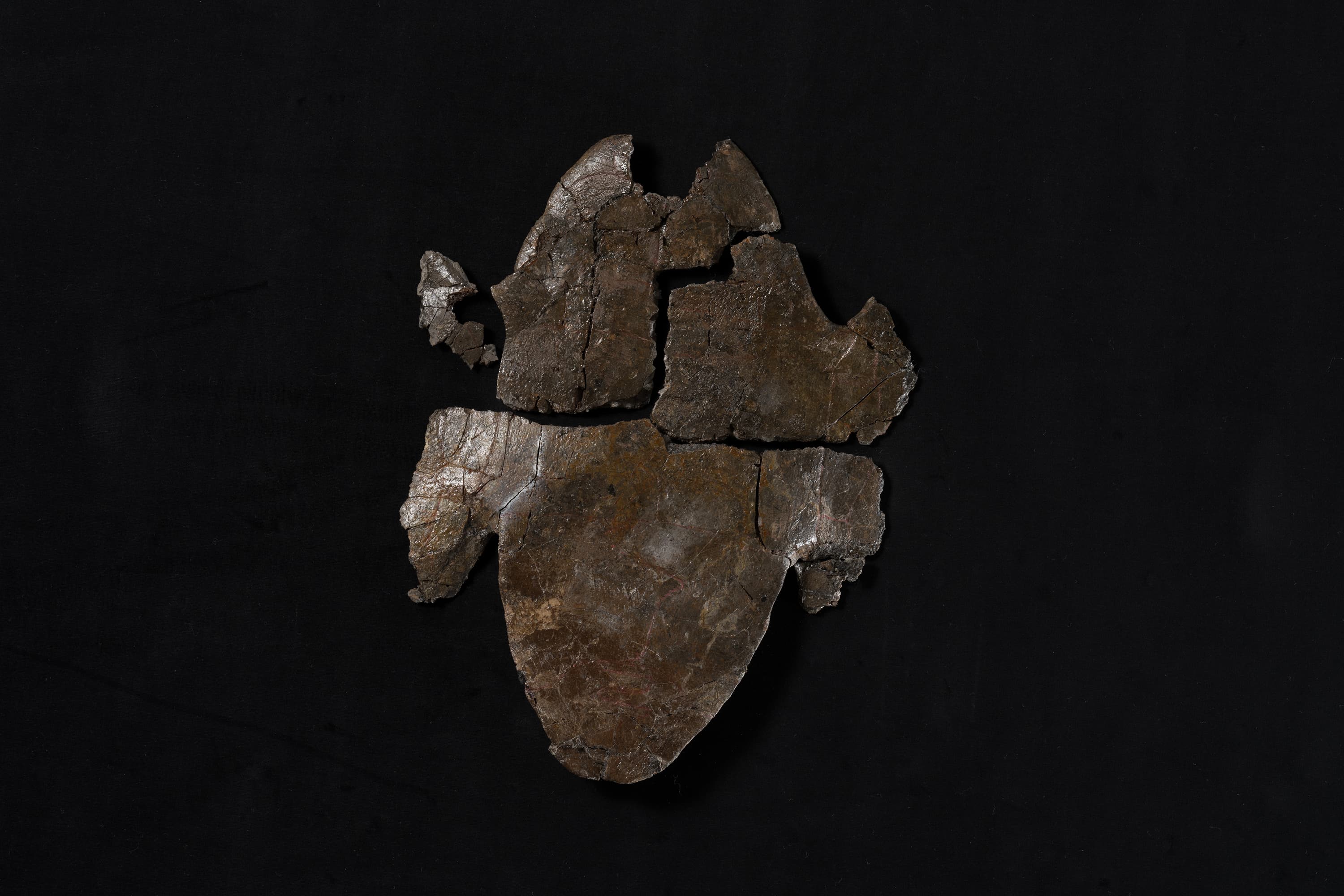 カメ　アドクス コハク画像2