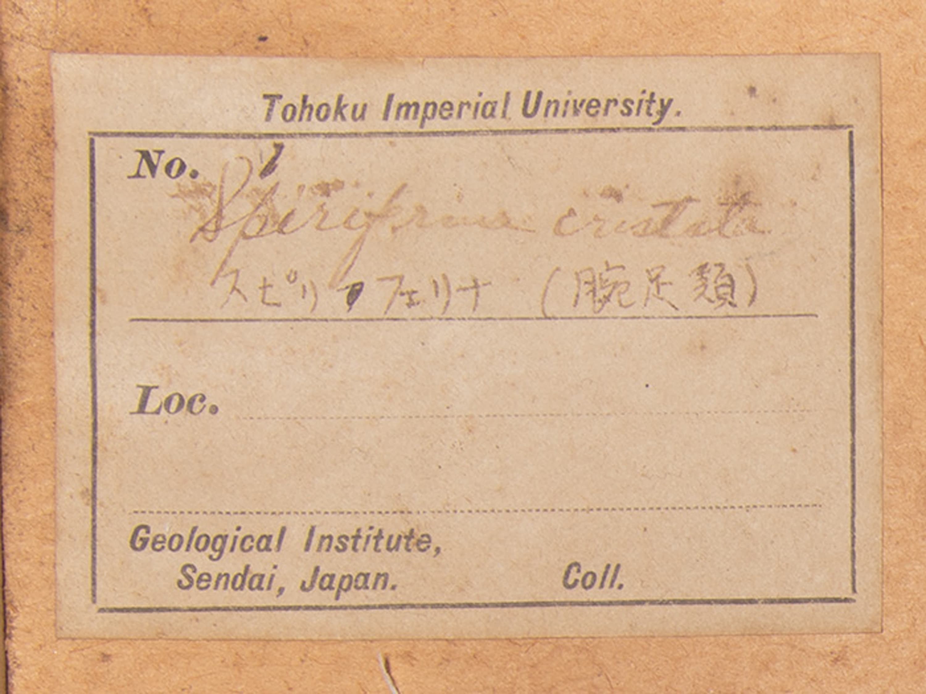 腕足動物　スピリフェリナ クリスタタ　ラベル