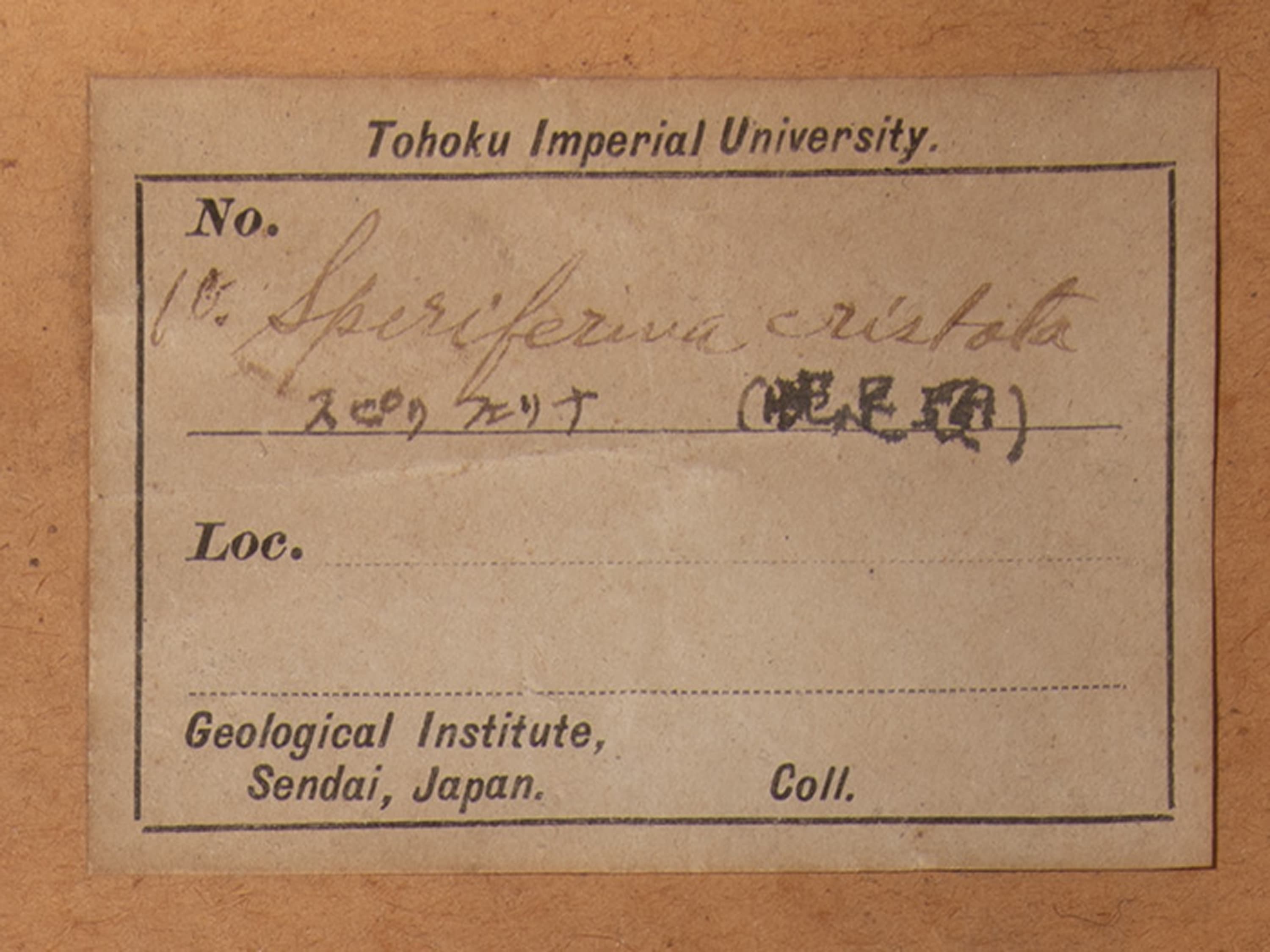 腕足動物　スピリフェリナ クリスタタ　ラベル