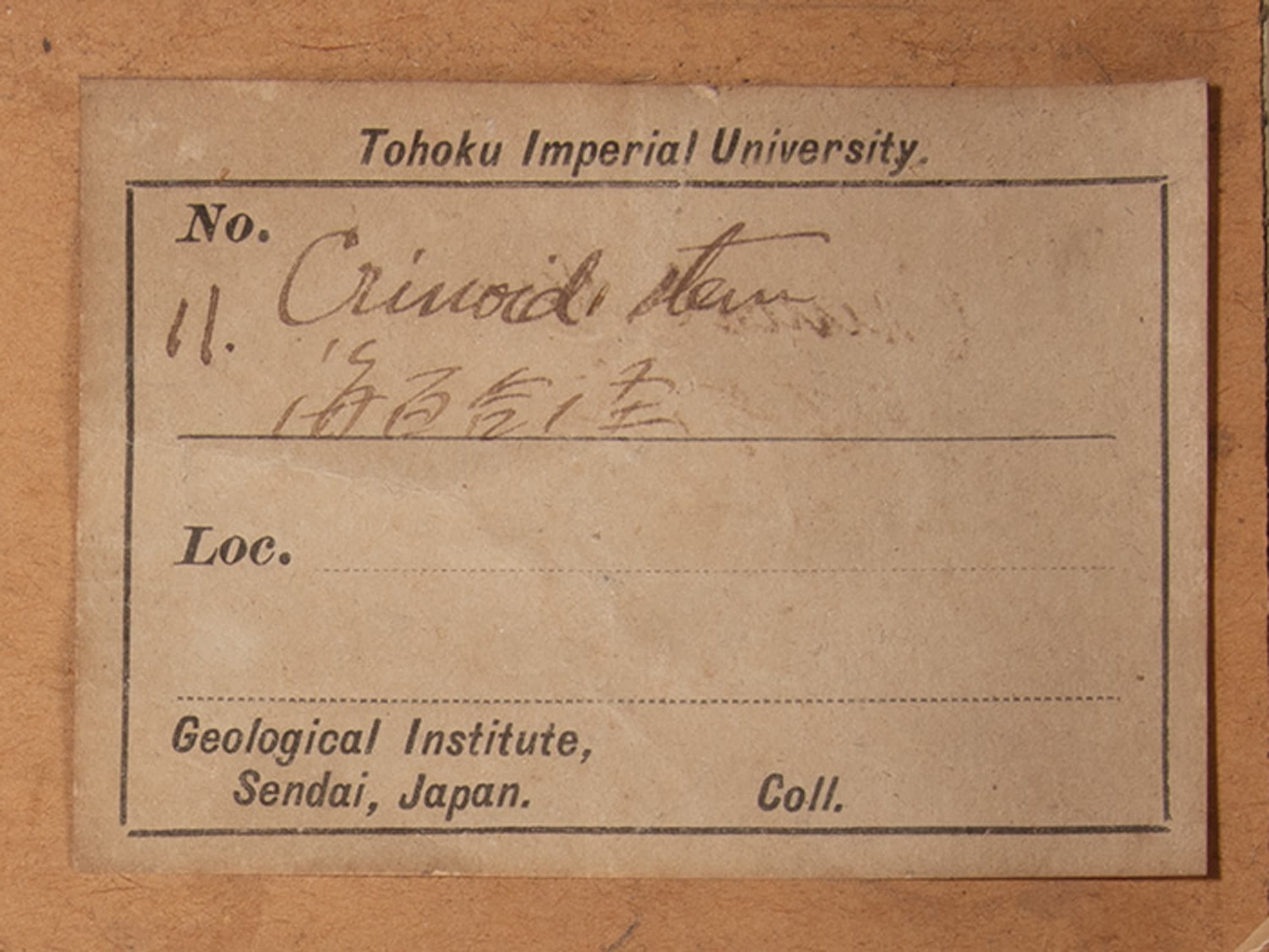 ウミユリ　ラベル