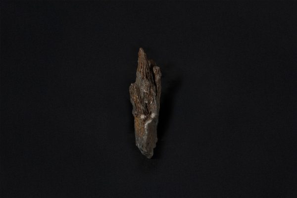 腕足動物　スピリフェリナ クリスタタ画像