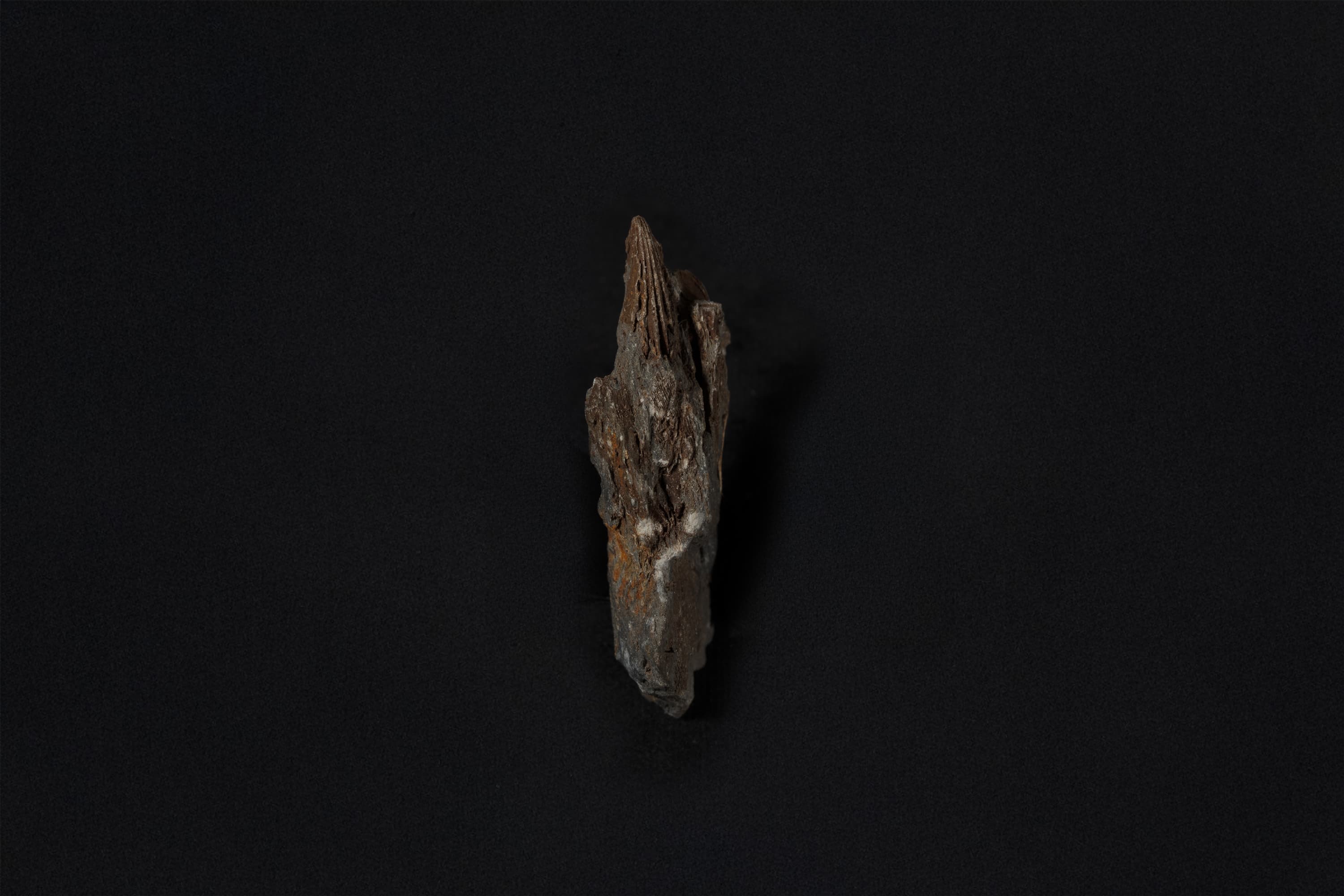 腕足動物　スピリフェリナ クリスタタ画像