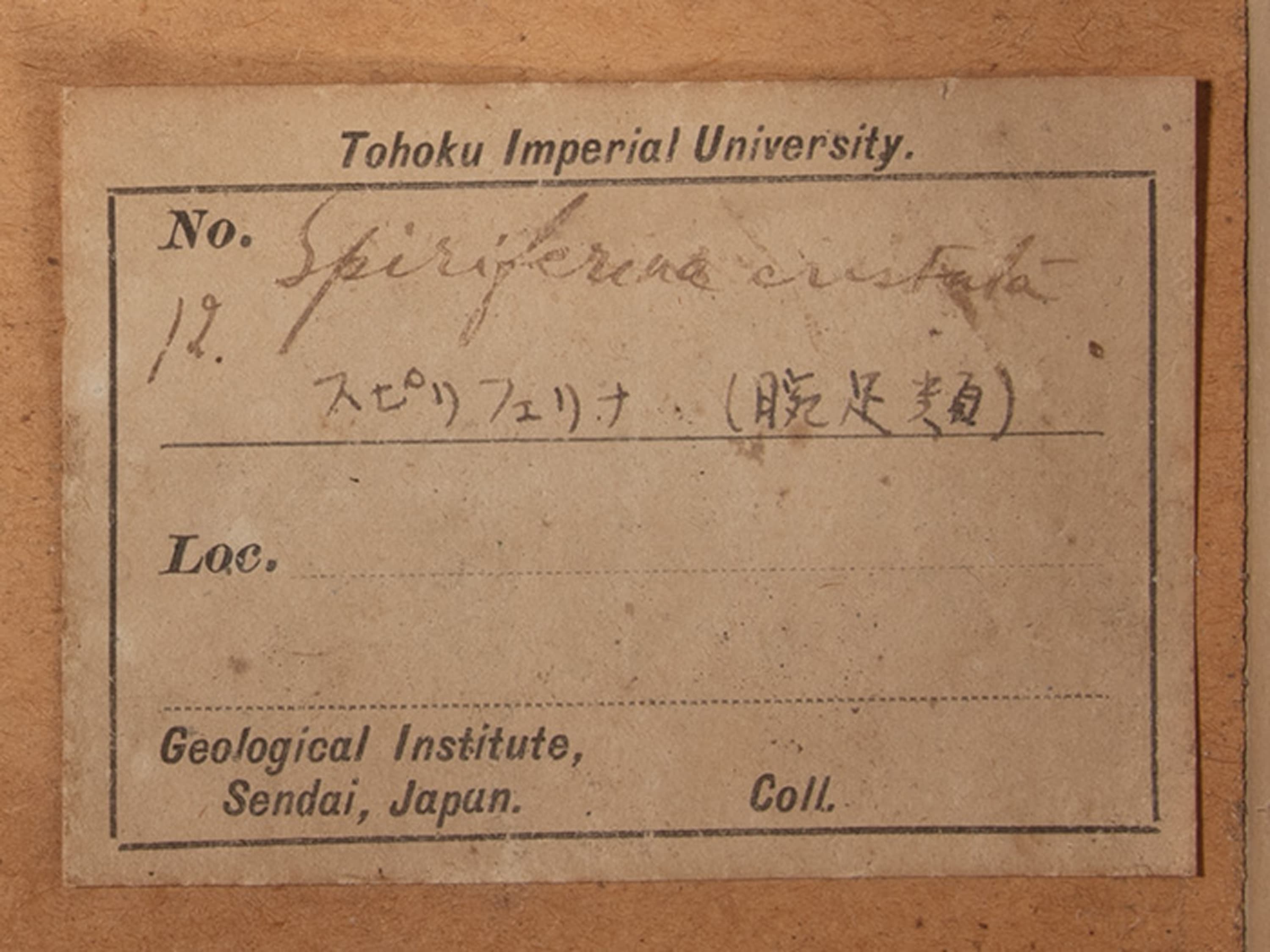 腕足動物　スピリフェリナ クリスタタ　ラベル