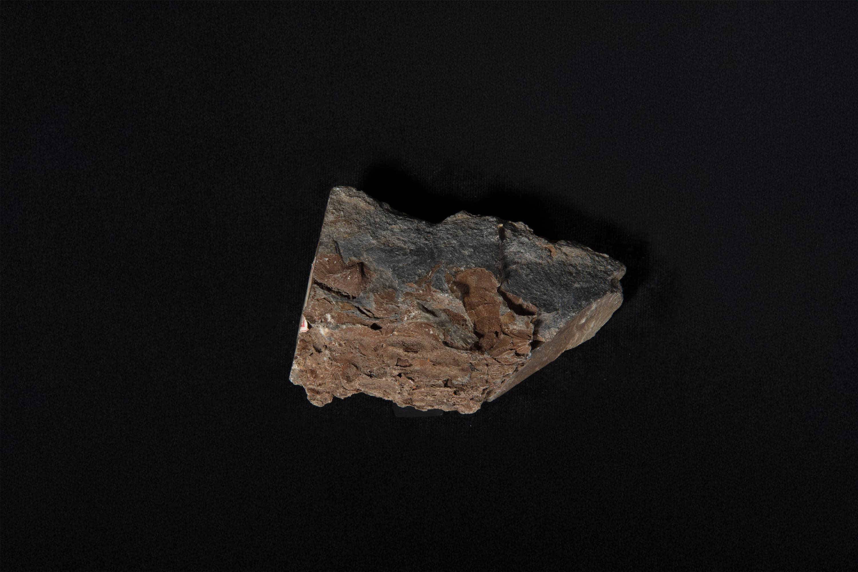 化石密集砂岩画像1