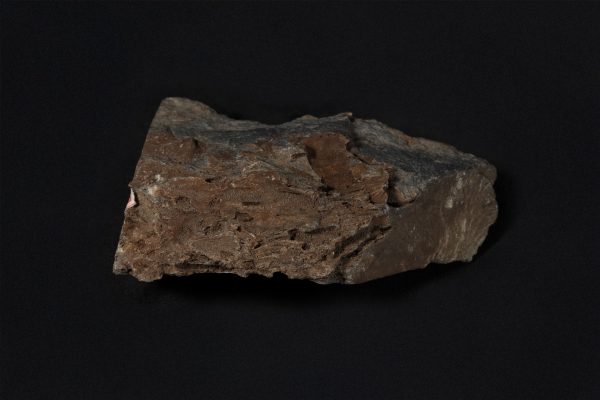 化石密集砂岩画像