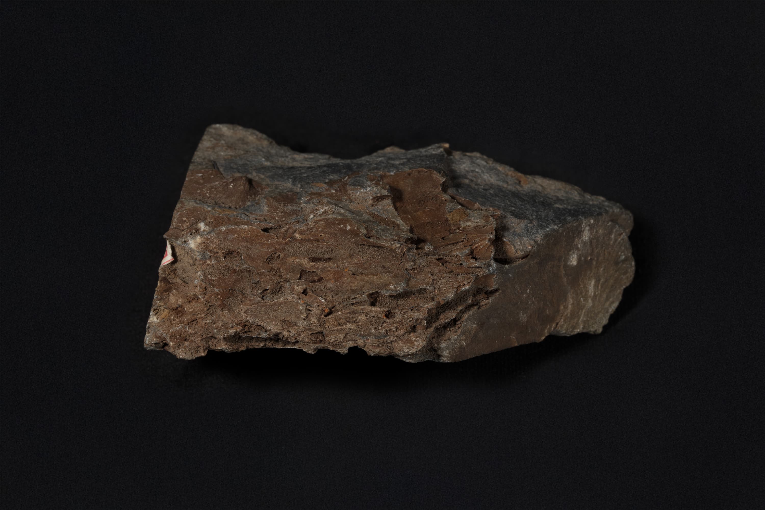 化石密集砂岩画像2