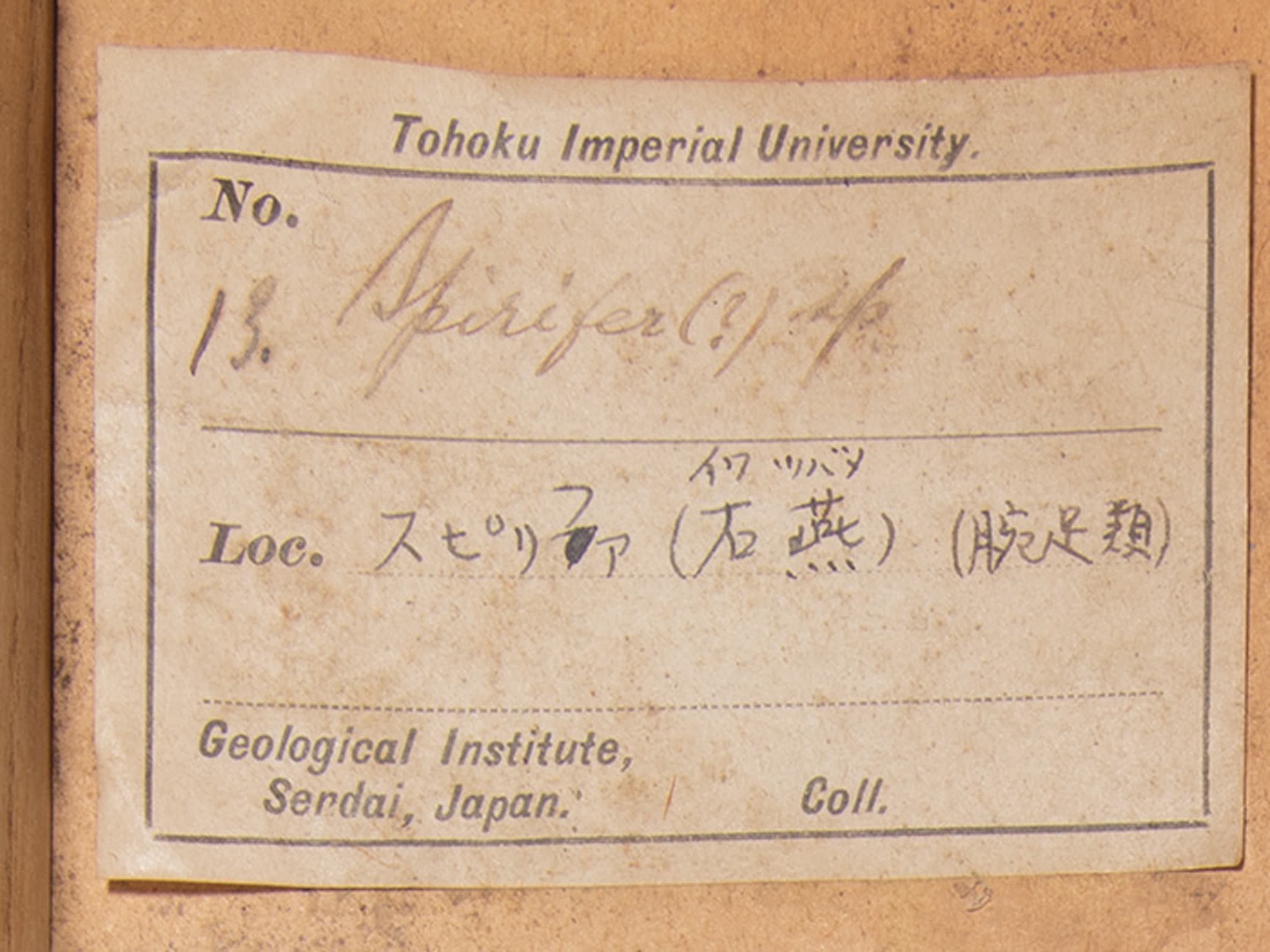 腕足動物　スピリファー？　ラベル