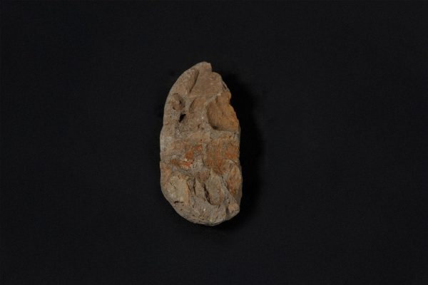 腕足動物を含む化石密集砂岩画像