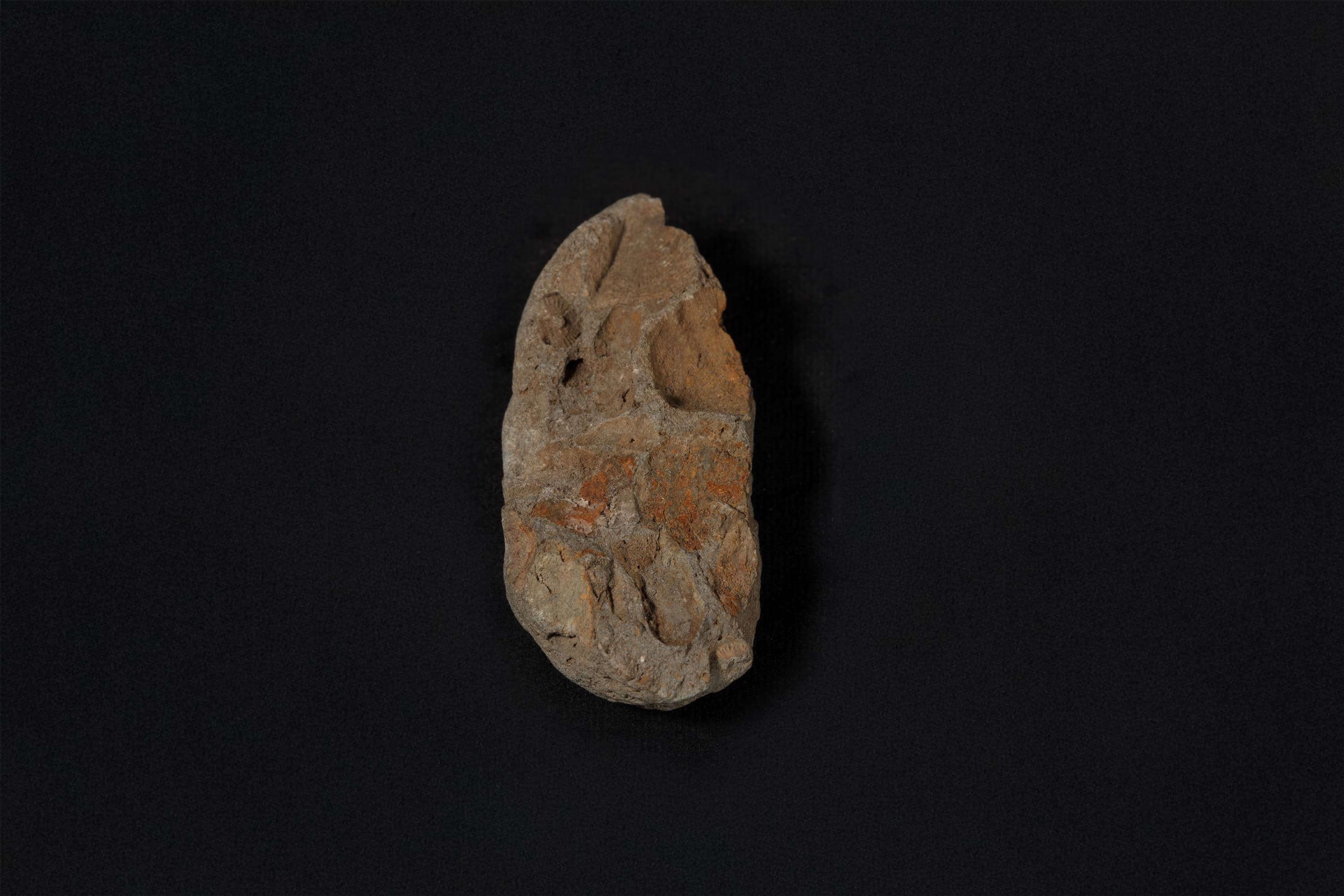 腕足動物を含む化石密集砂岩画像