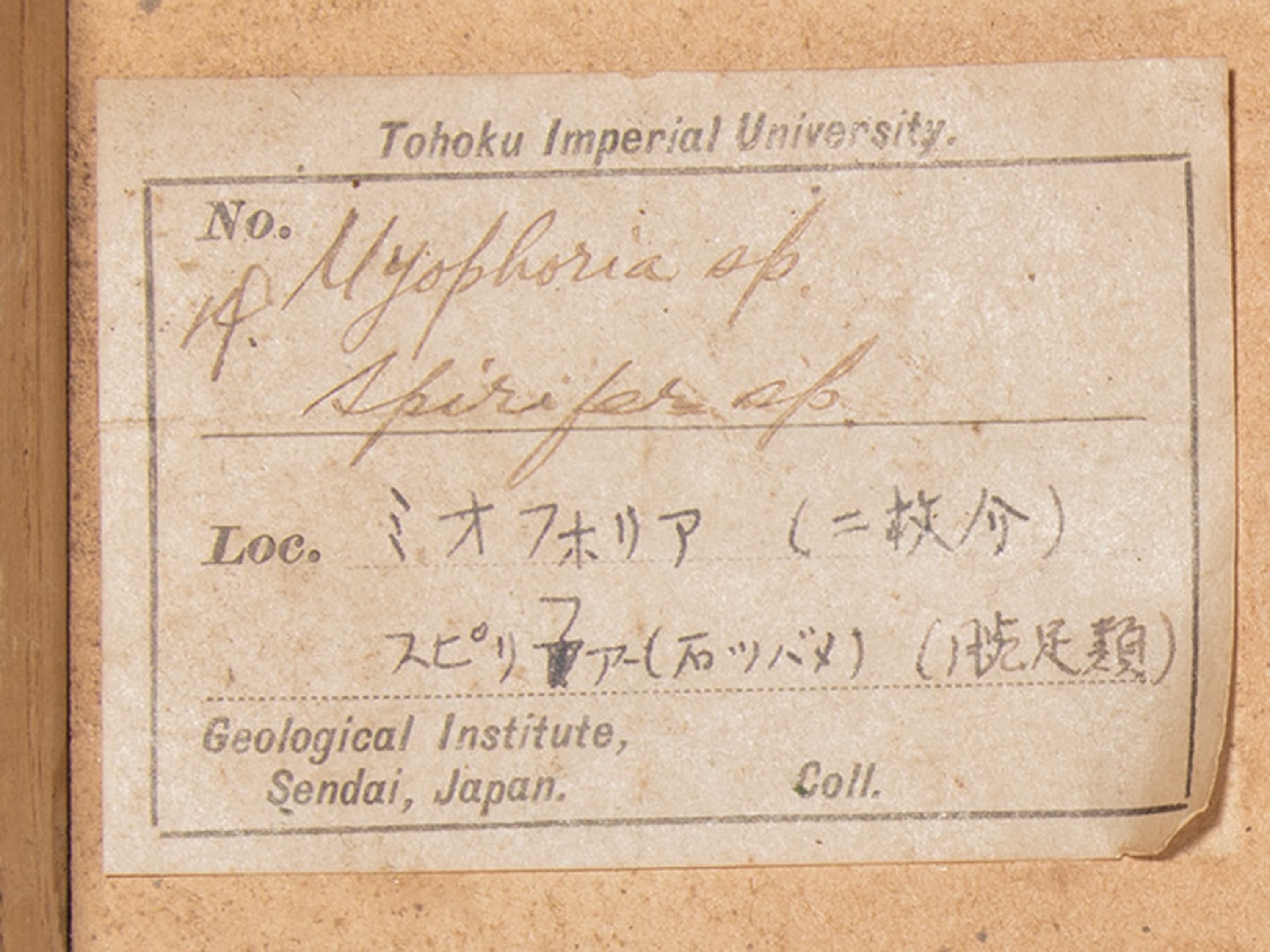 腕足動物を含む化石密集砂岩　ラベル