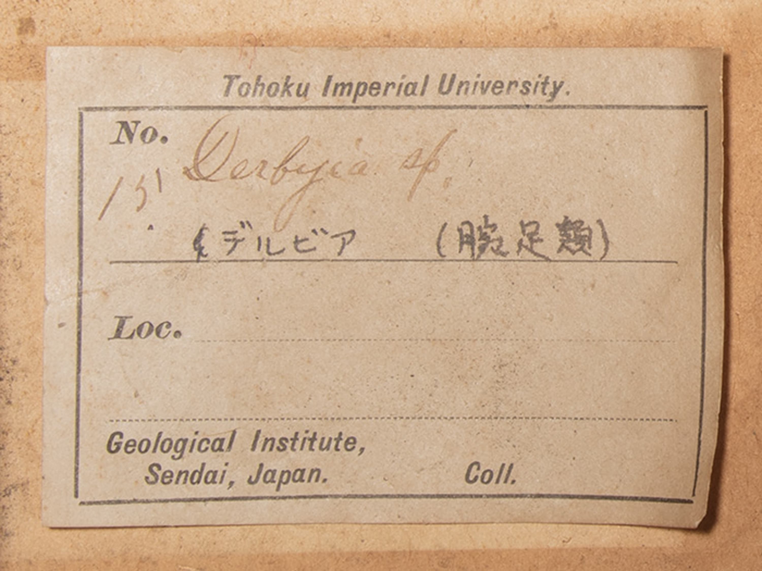 腕足動物　デルビア　ラベル