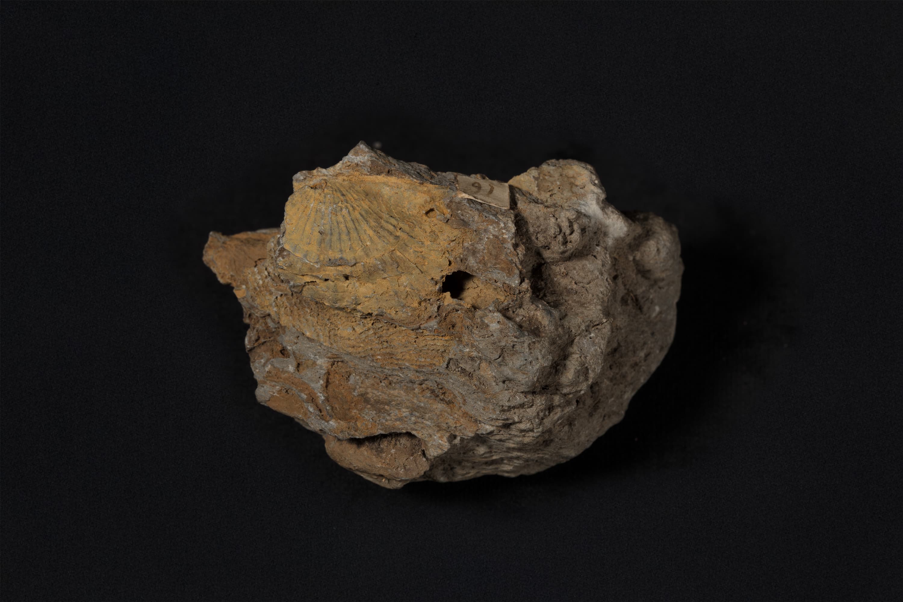 二枚貝　アビキュロペクテン画像