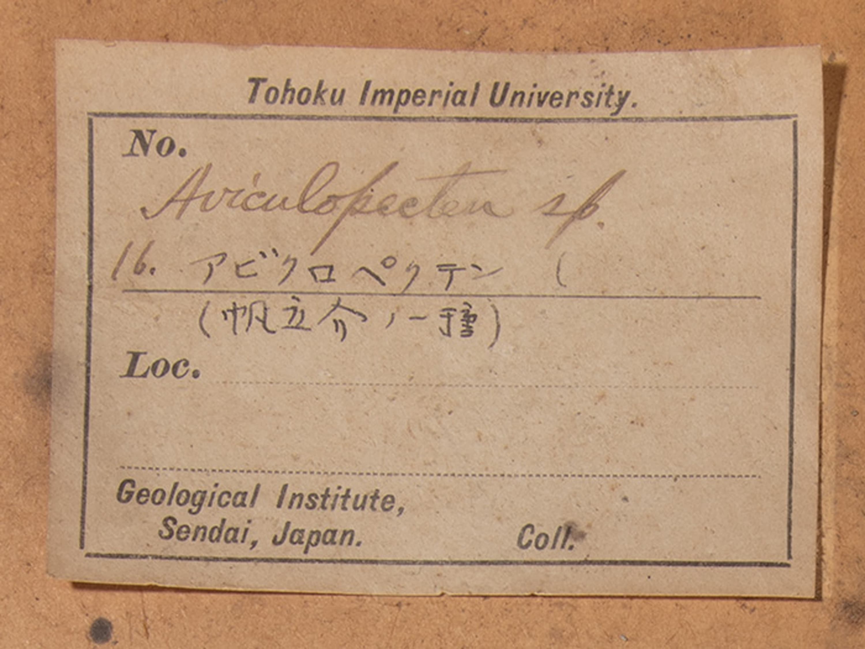 二枚貝　アビキュロペクテン　ラベル