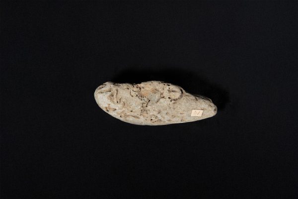 腕足動物　スピリフェリナ クリスタタ画像