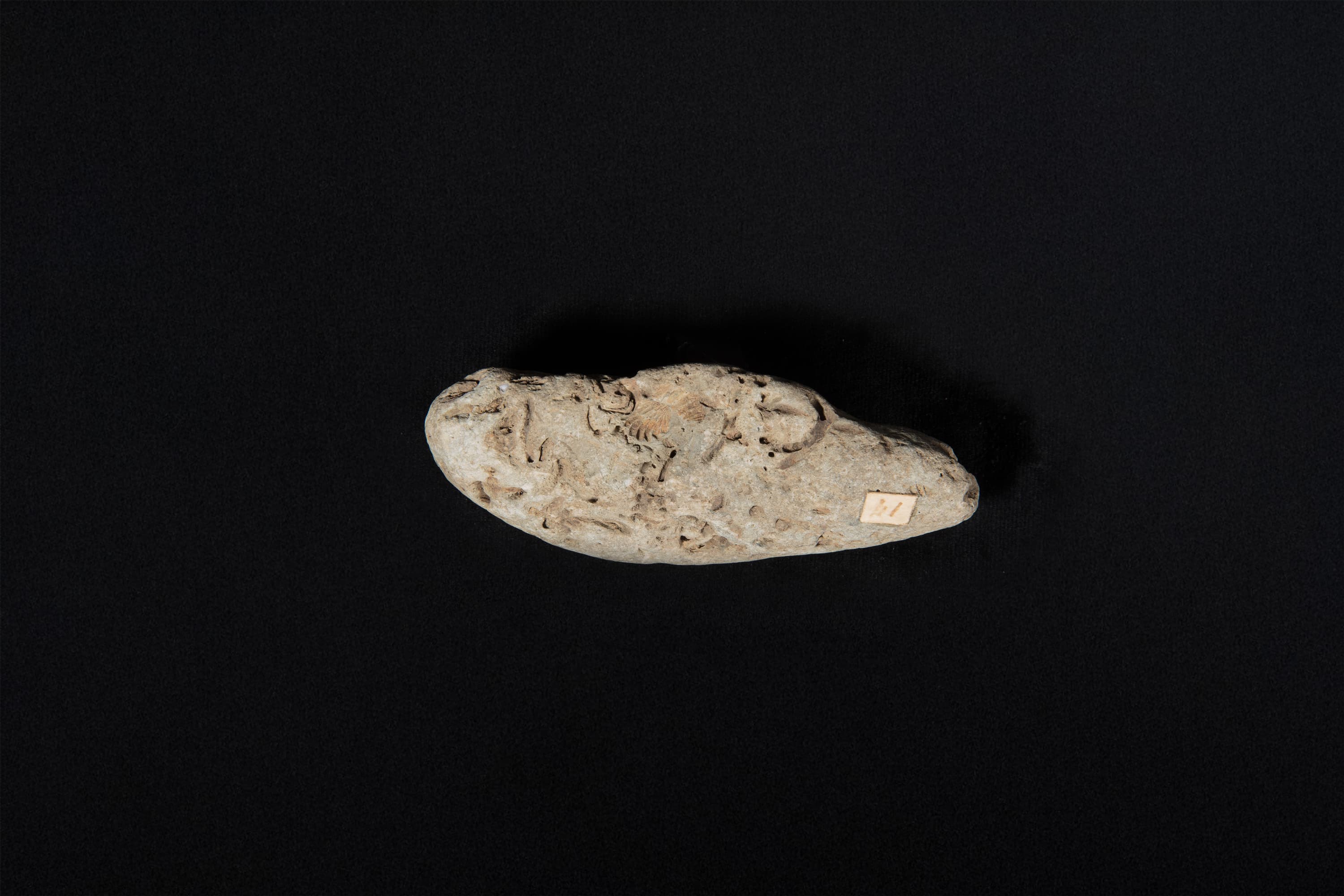 腕足動物　スピリフェリナ クリスタタ画像