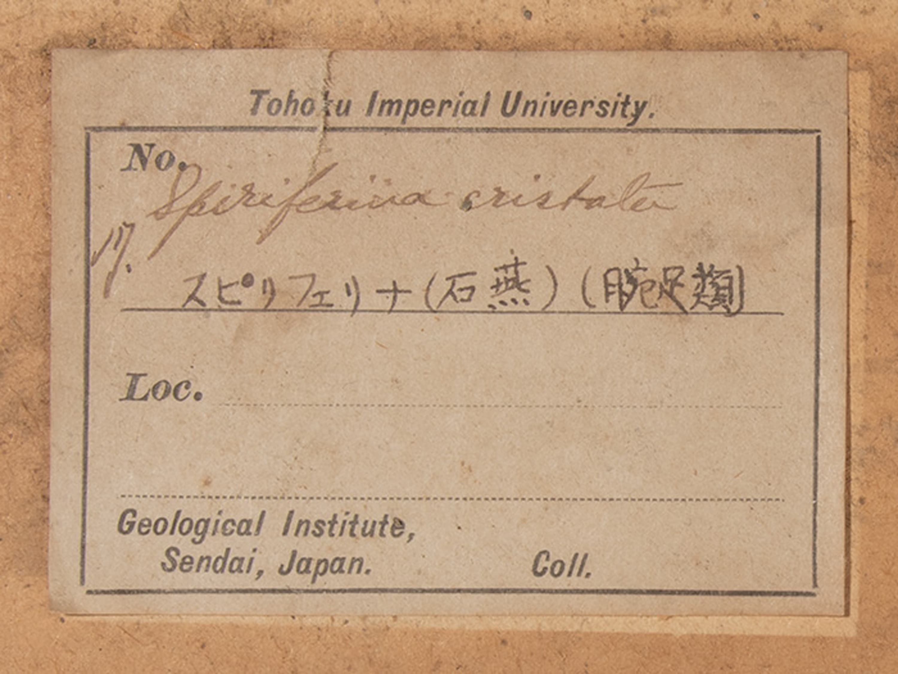 腕足動物　スピリフェリナ クリスタタ　ラベル