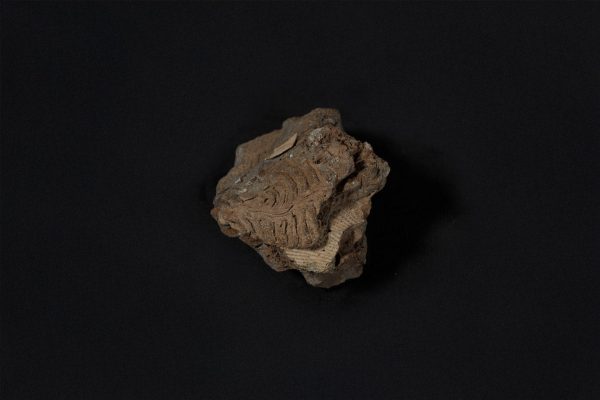 腕足動物　リットニア リクソフェニ画像