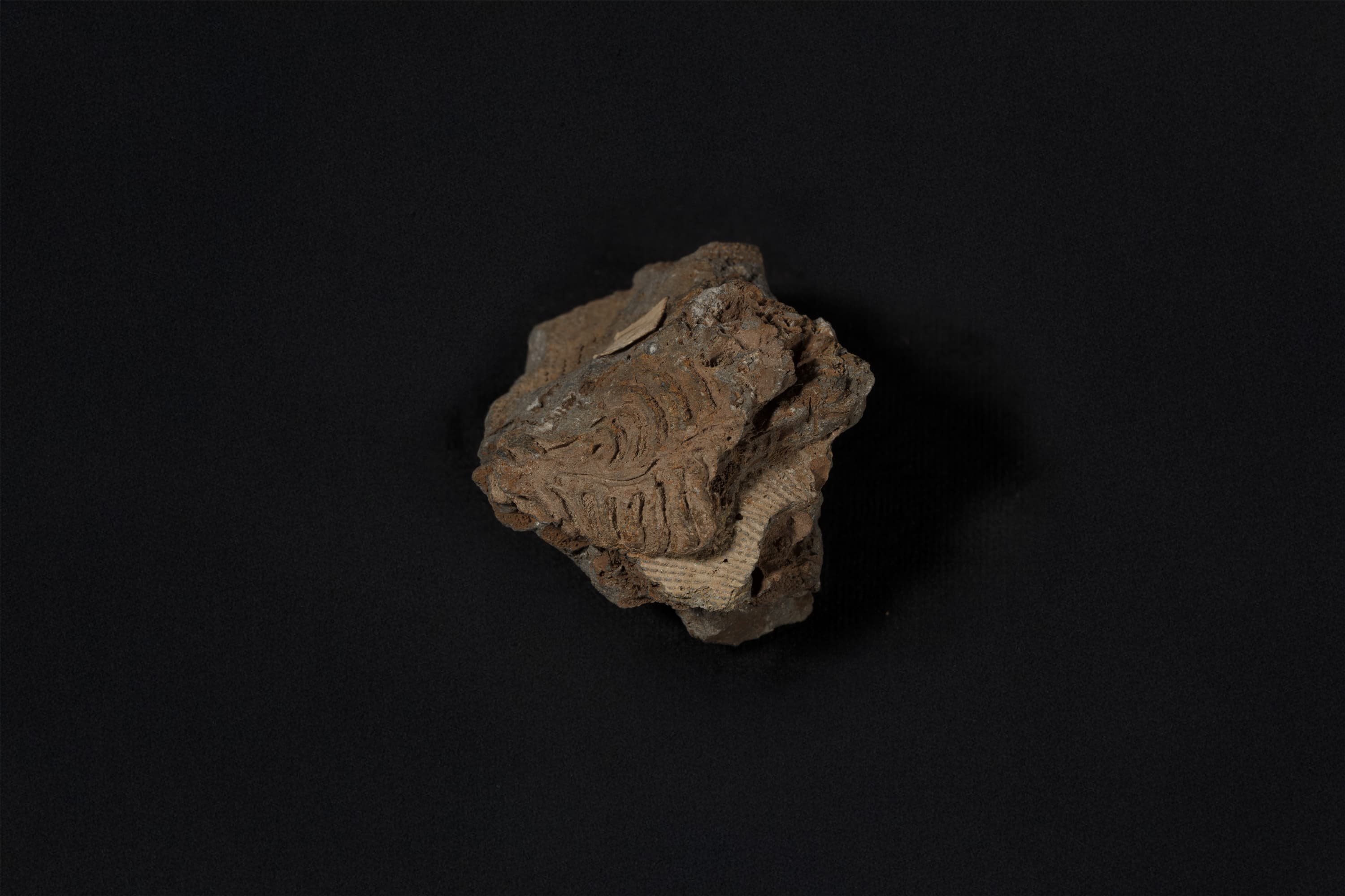 腕足動物　リットニア リクソフェニ画像