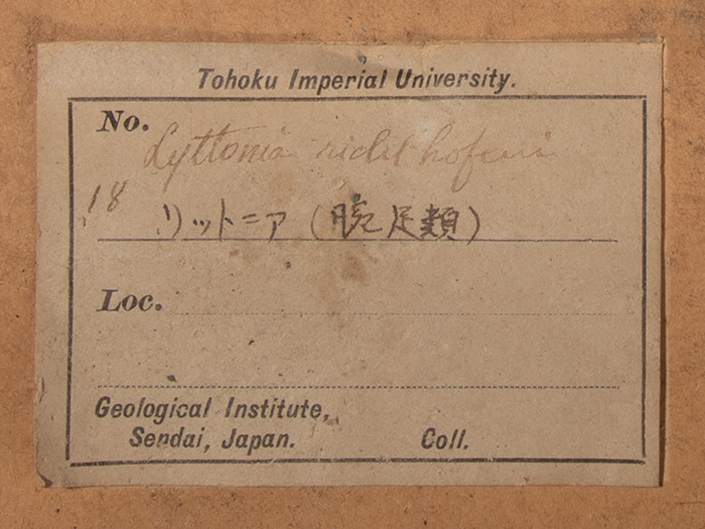 腕足動物　リットニア リクソフェニ　ラベル