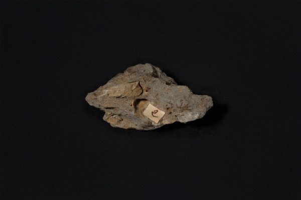 腕足動物　カマロフォリア画像