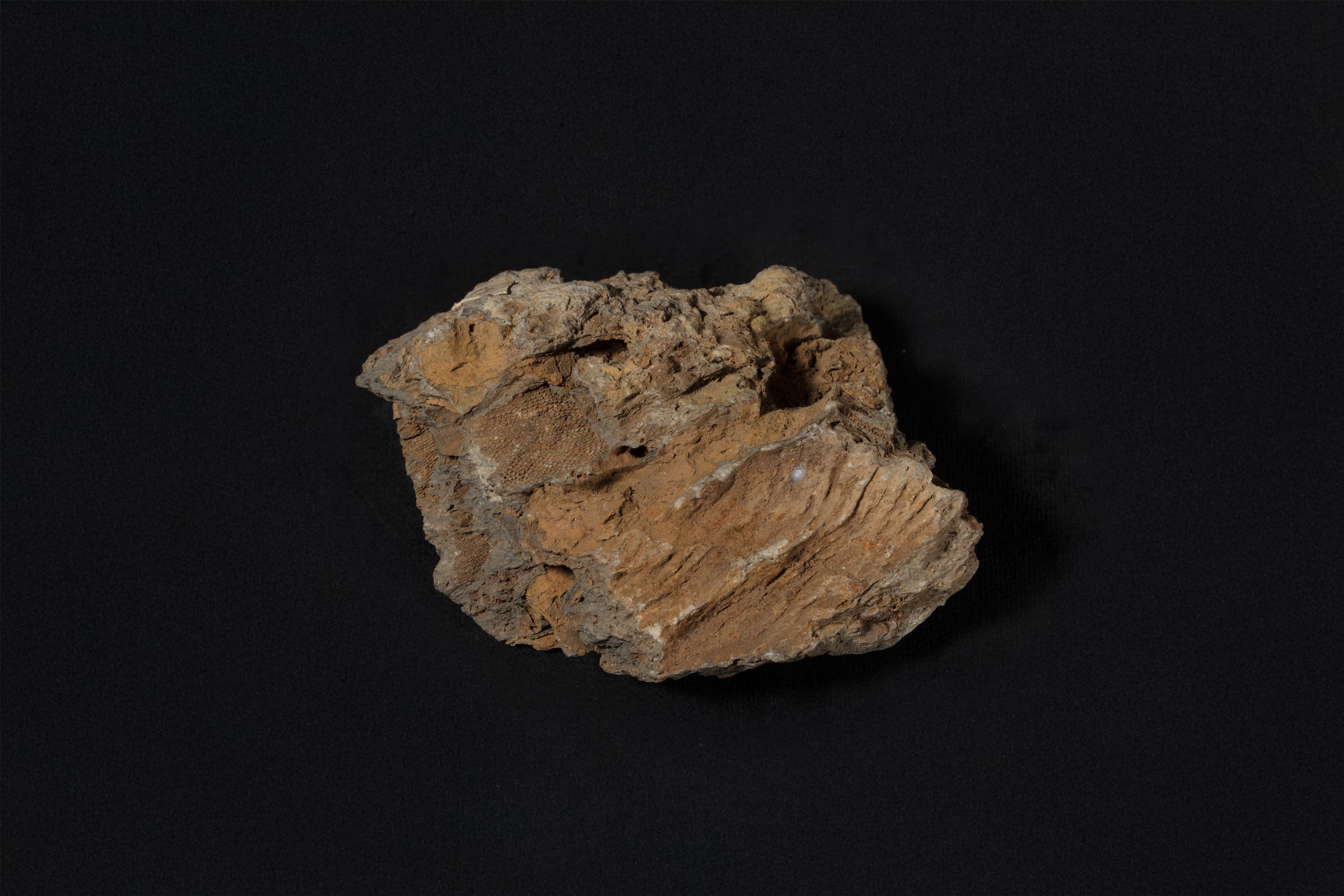 腕足動物　リットニア リクソフェニ画像