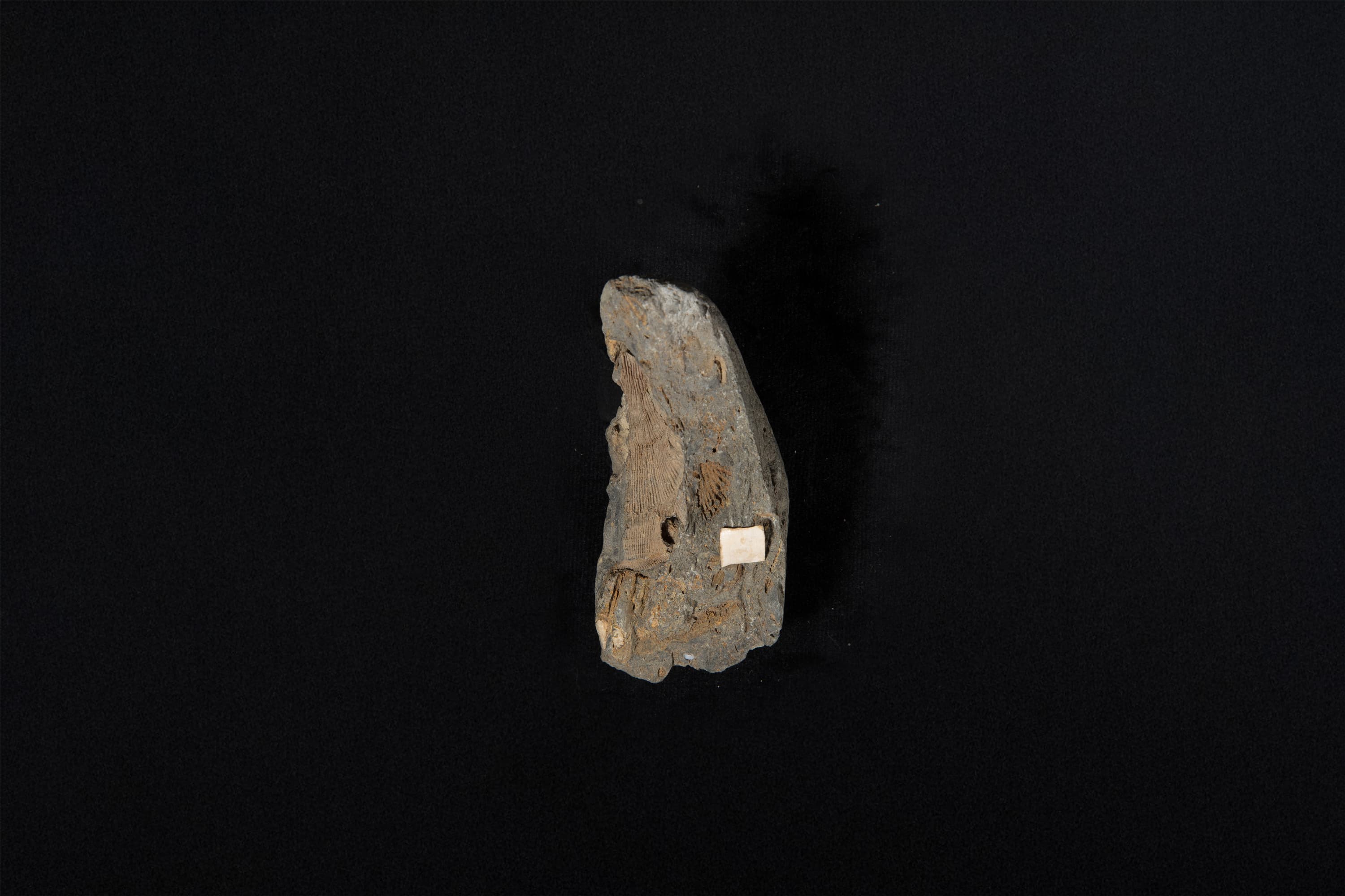 腕足動物　デルビア画像