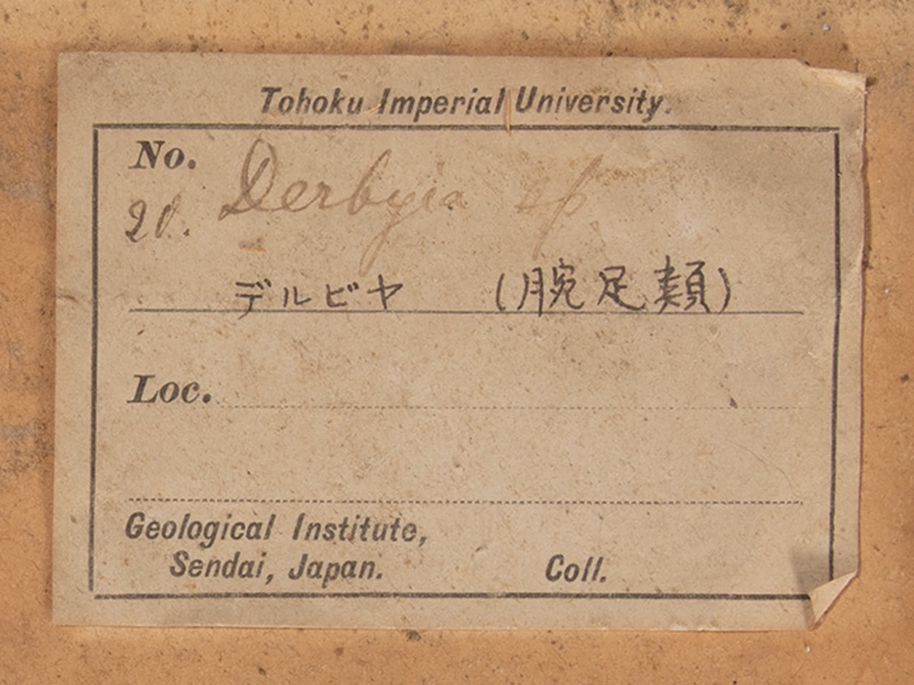 腕足動物　デルビア　ラベル