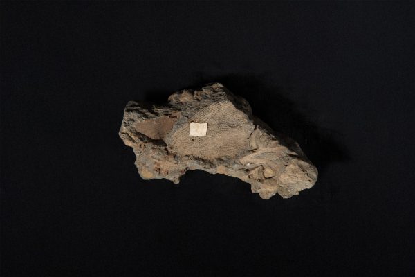 コケムシ　フェネステラ画像