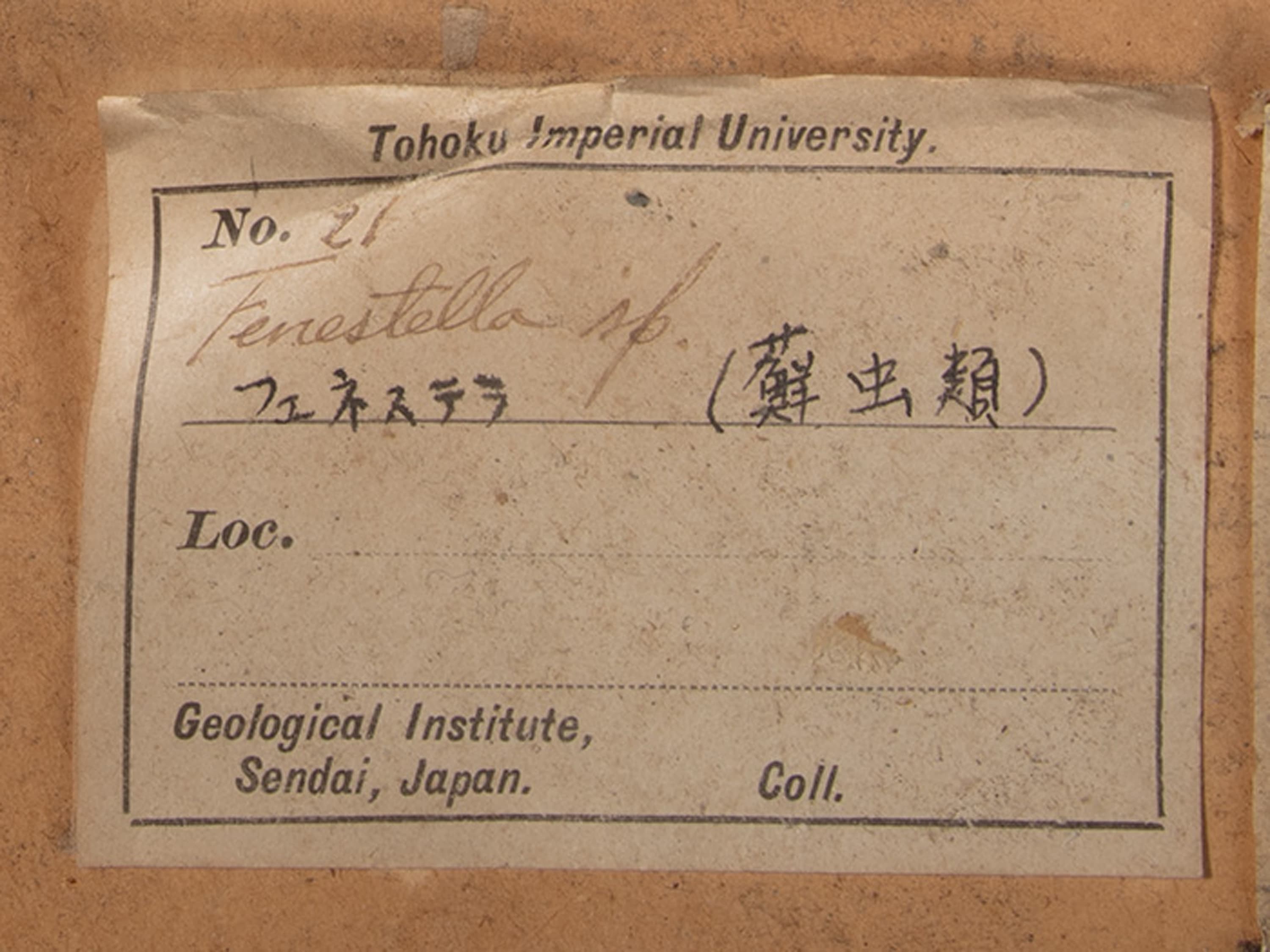 コケムシ　フェネステラ　ラベル