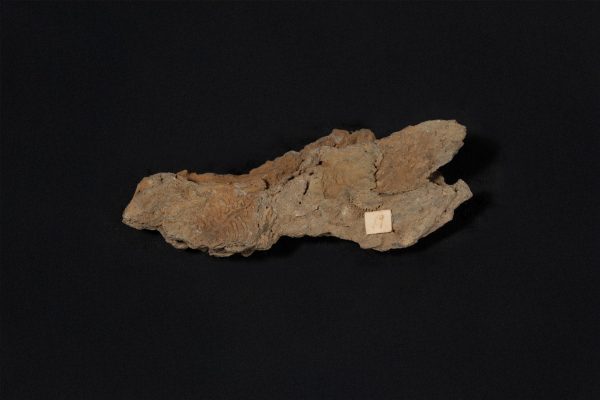 腕足動物を含む化石密集砂岩画像