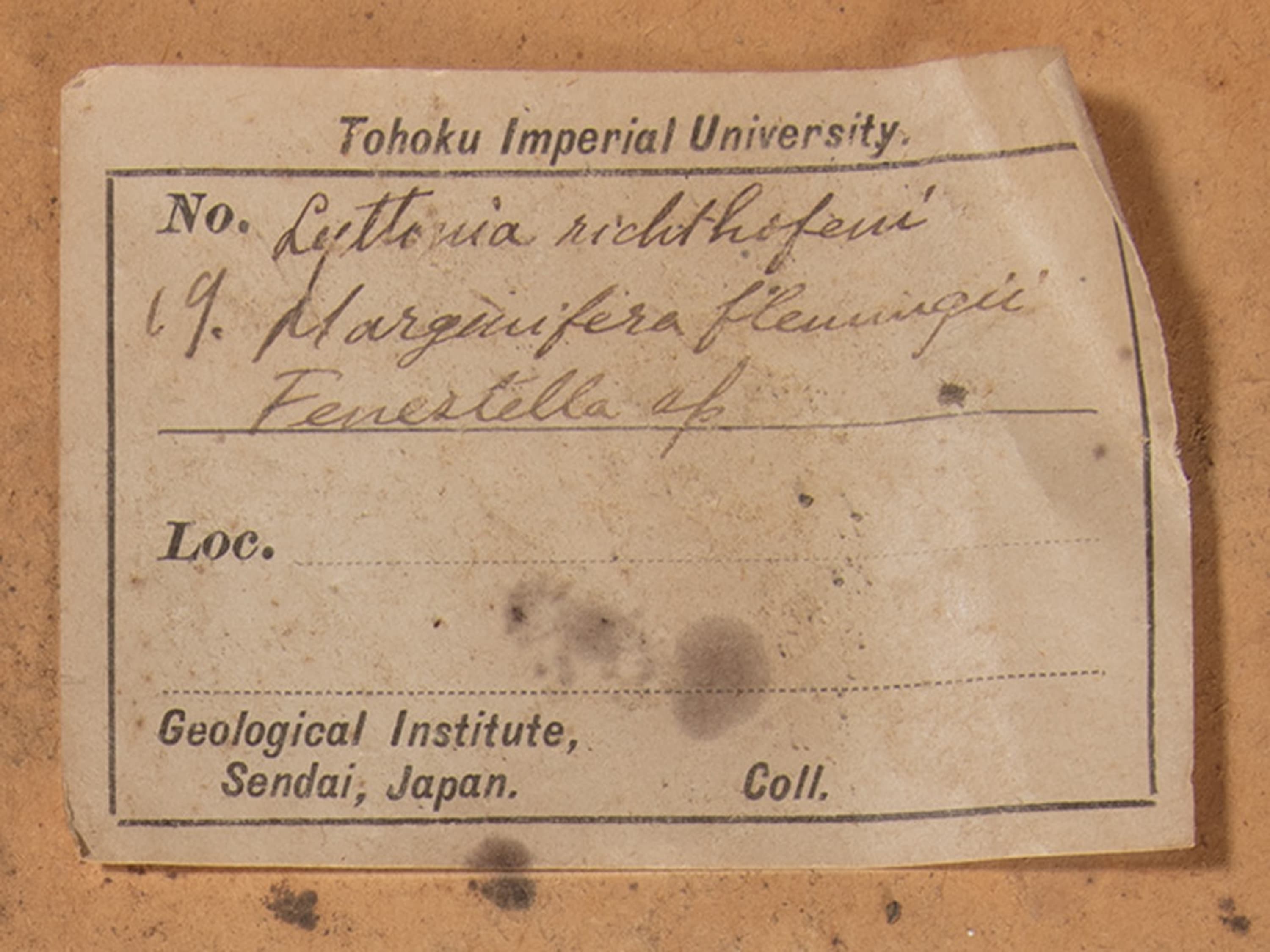 腕足動物を含む化石密集砂岩　ラベル