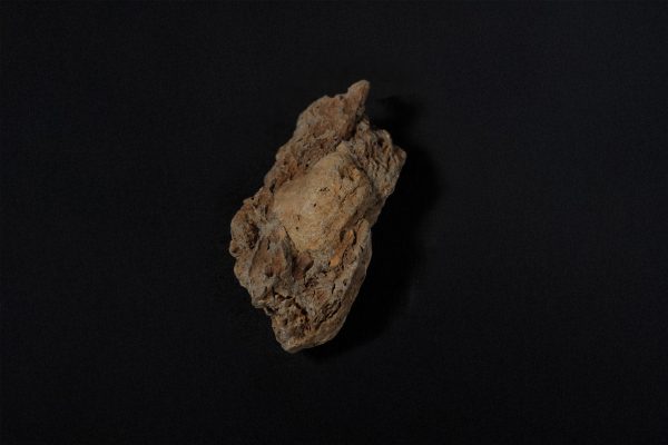 腕足動物　プロダクタス画像