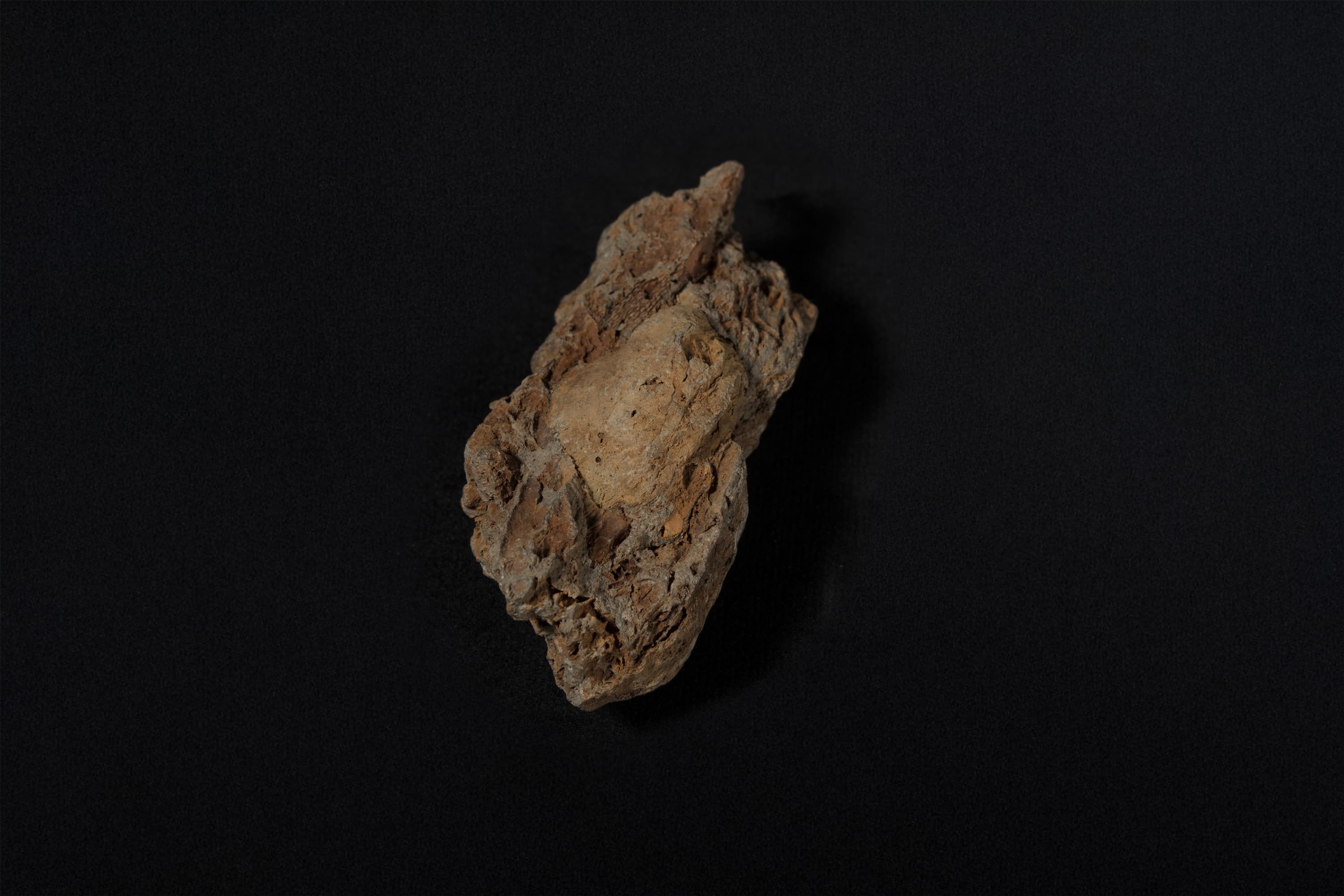 腕足動物　プロダクタス画像1