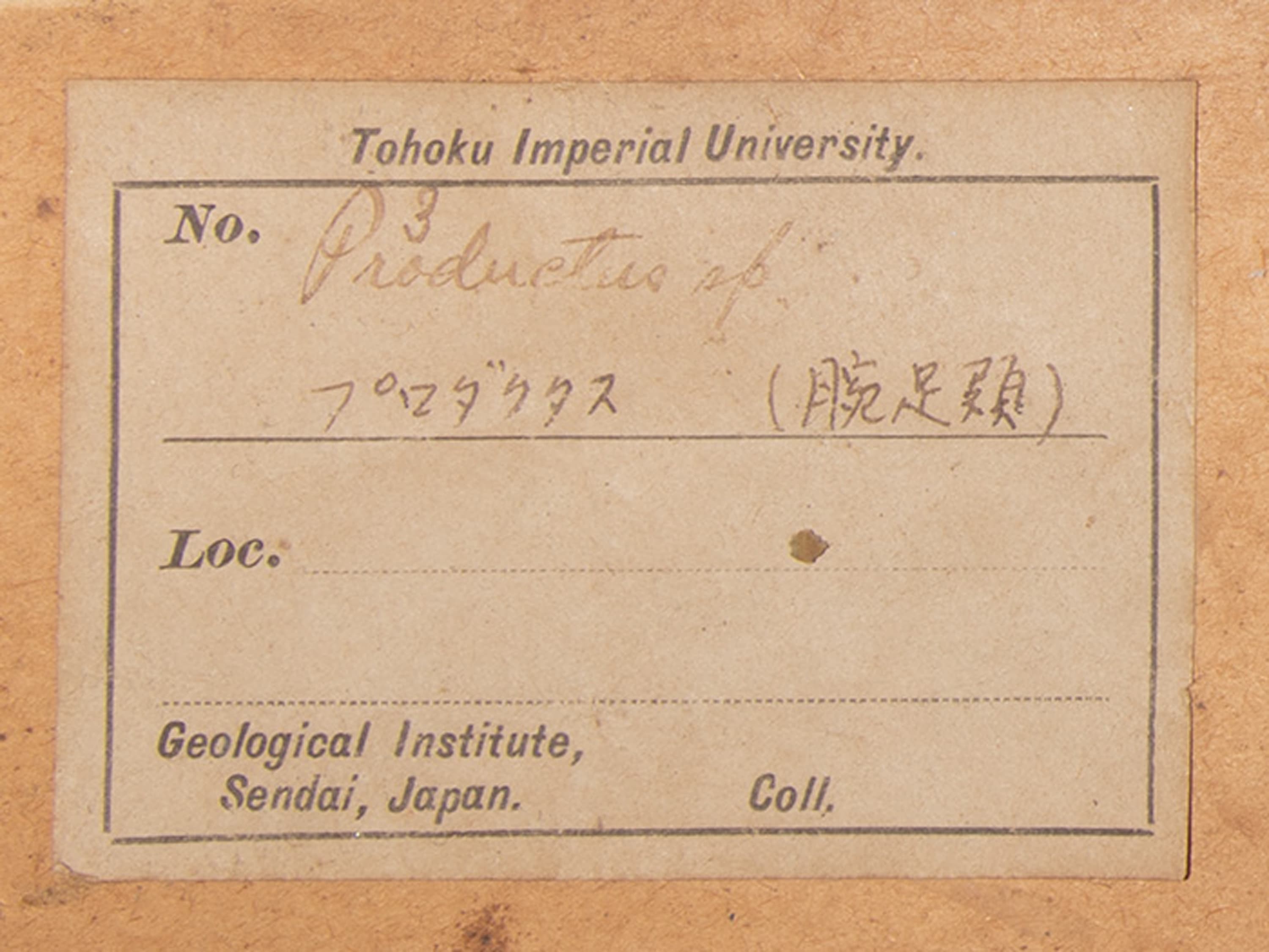 腕足動物　プロダクタス　ラベル