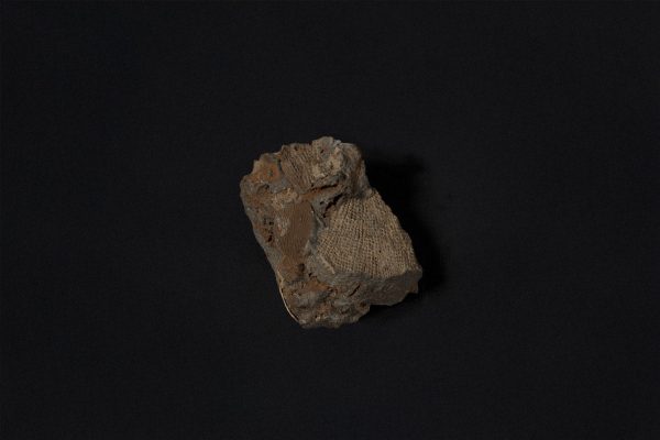 コケムシ　フェネステラ二種画像