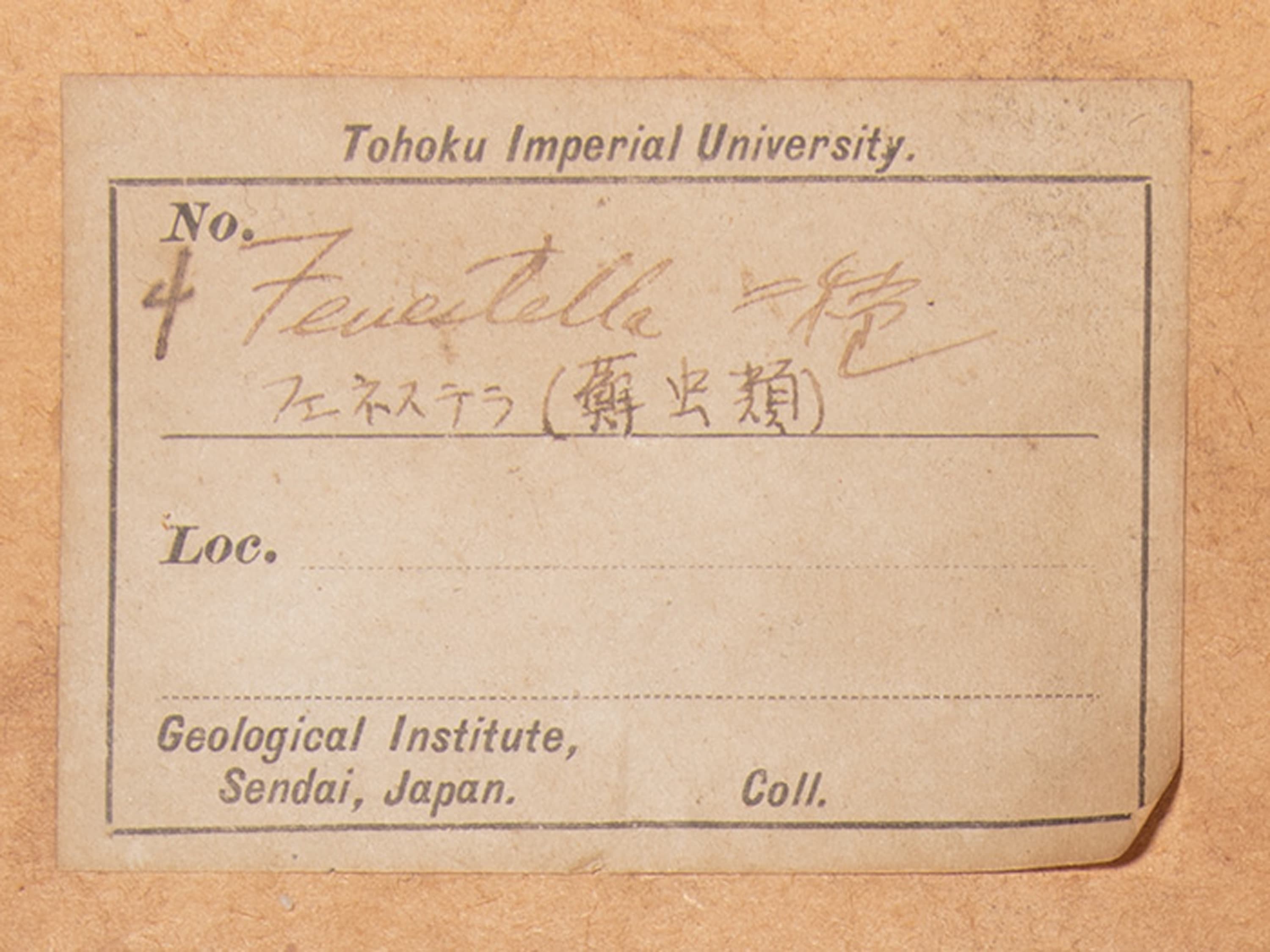 コケムシ　フェネステラ二種　ラベル