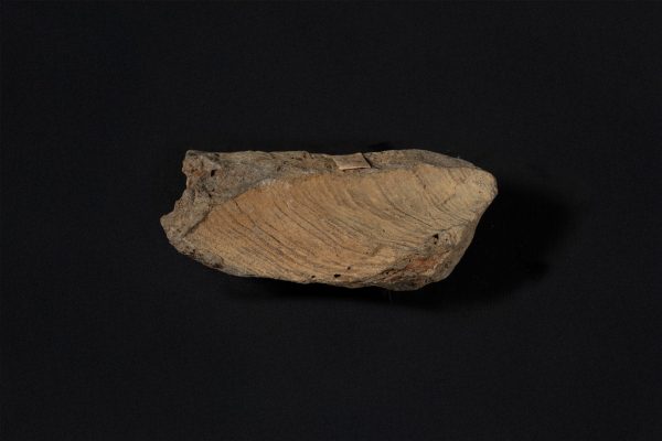 腕足動物　プロダクタス？画像