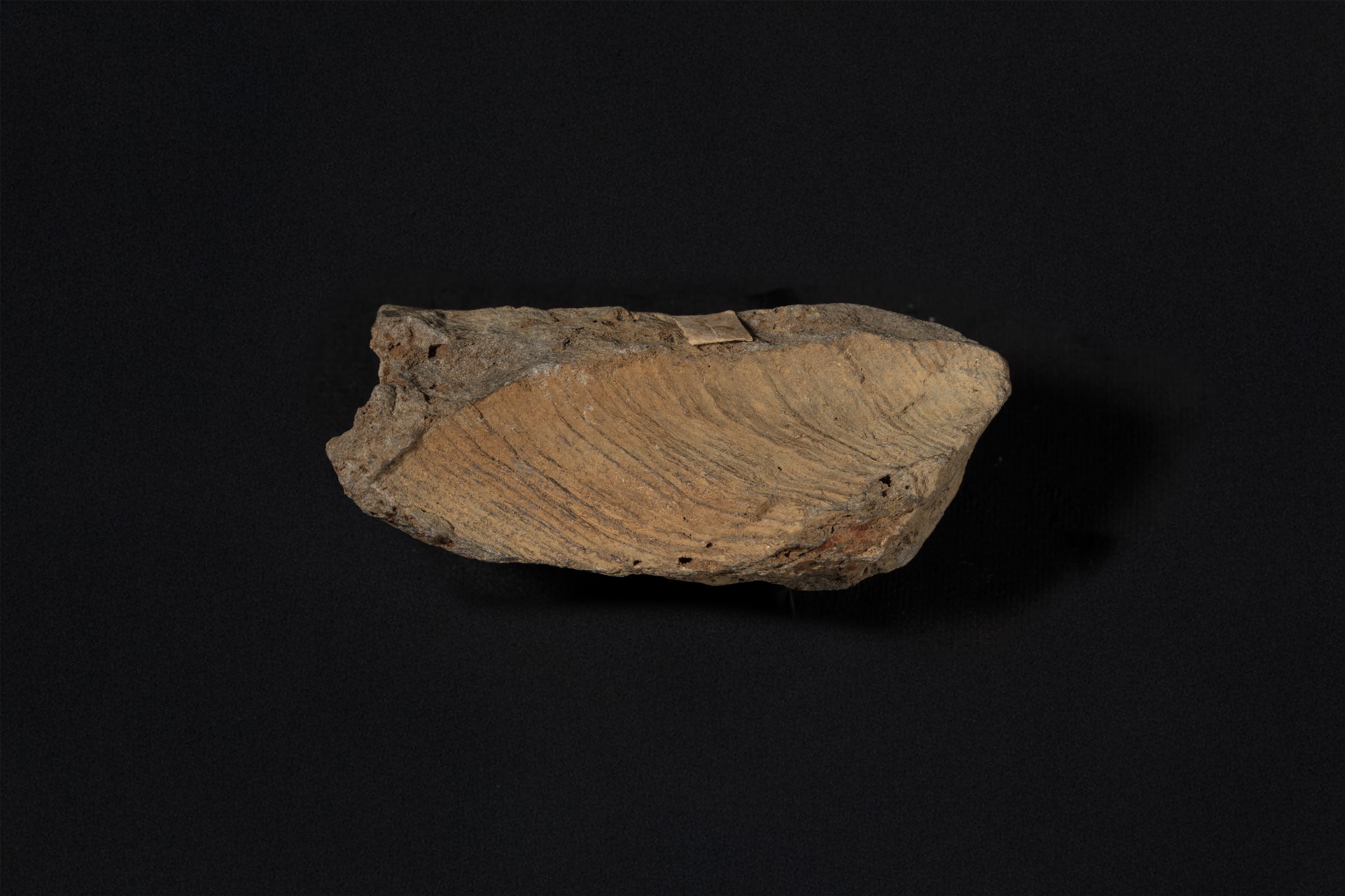 腕足動物　プロダクタス？画像