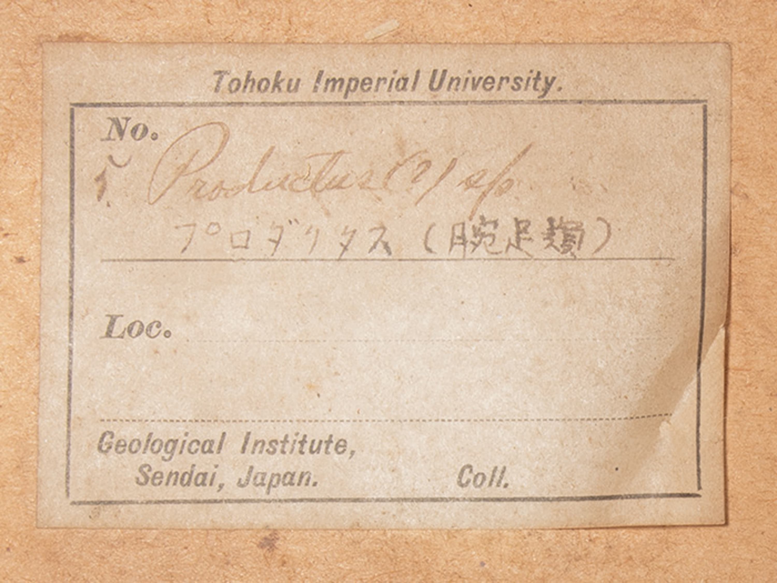 腕足動物　プロダクタス？　ラベル