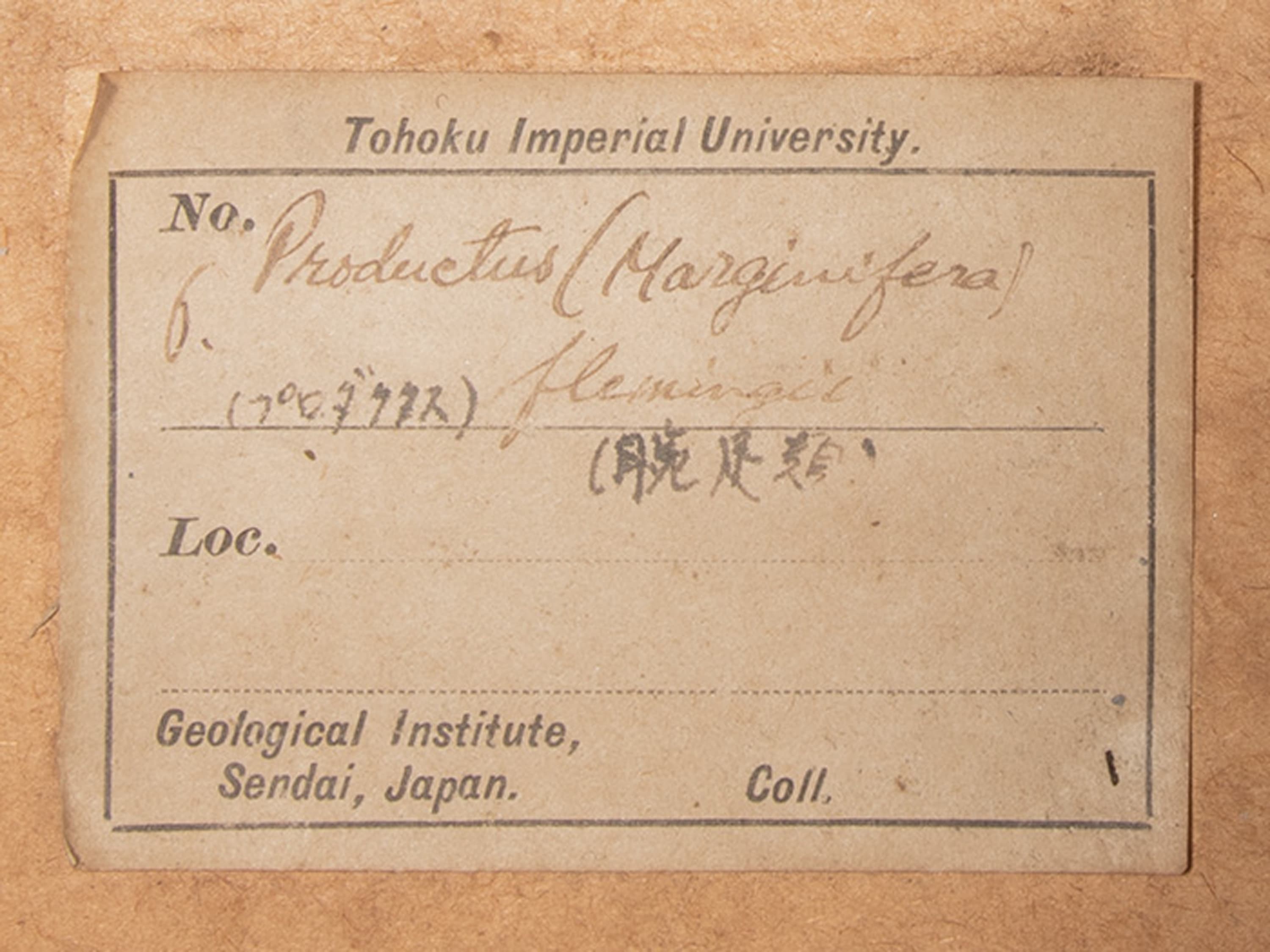 腕足動物　プロダクタス フレミンギイ　ラベル