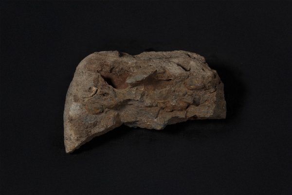 腕足動物　マージニフェラ フレミンギイ画像